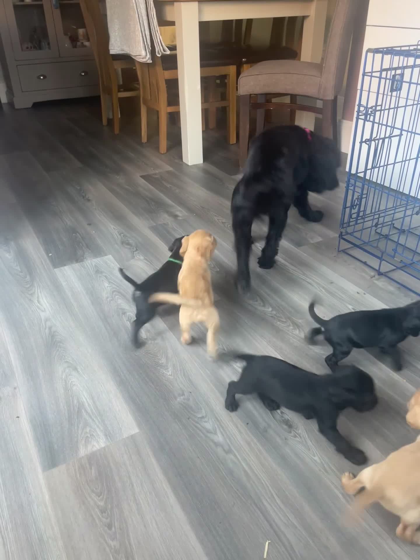 Mixed Breed dogs for sale: Coker spaniel x Paterdale boys  - Video 1