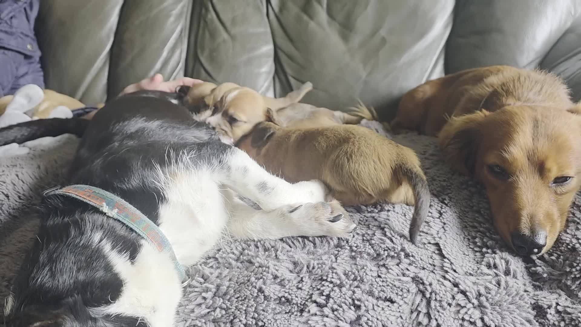 Jackshund dogs for sale: Minature long hair dashund x minature jack russell in Carlisle - Video 2