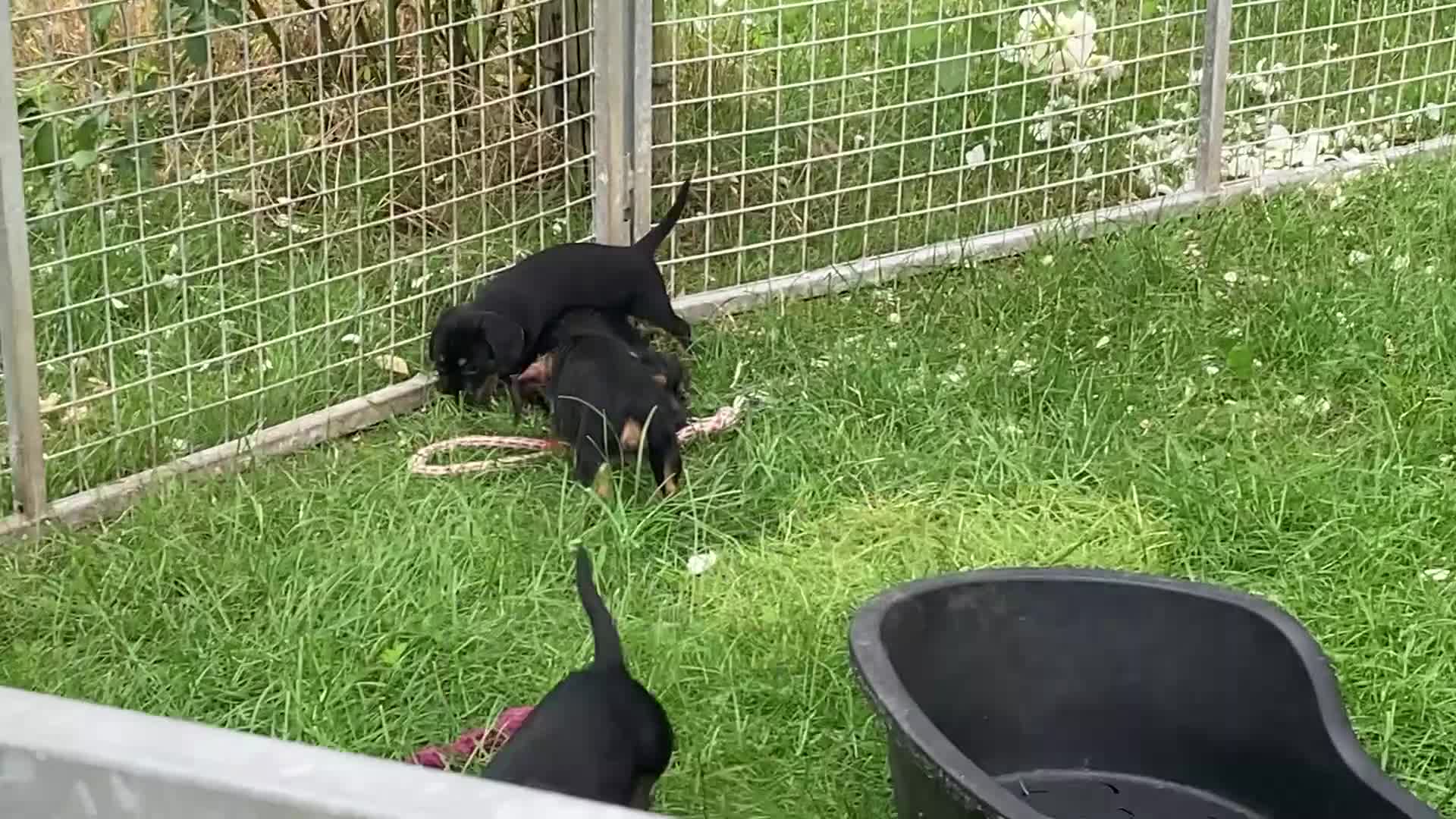 Mixed Breed dogs for sale: Border Terrier x wire haired Dachshund  - Video 1