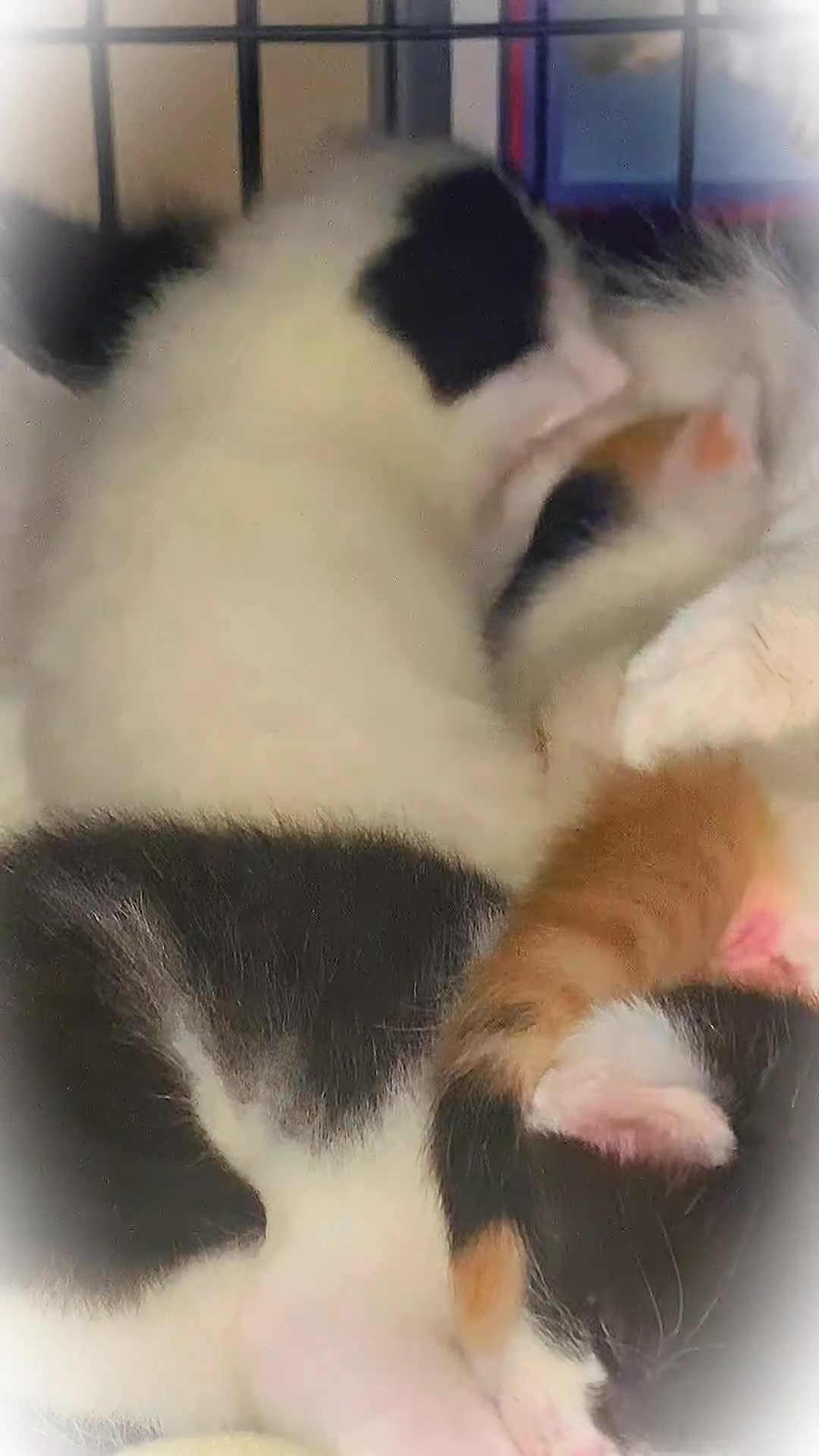 British Shorthair cats for sale: 3 stunningly gorgeous baby’s  - Video 1