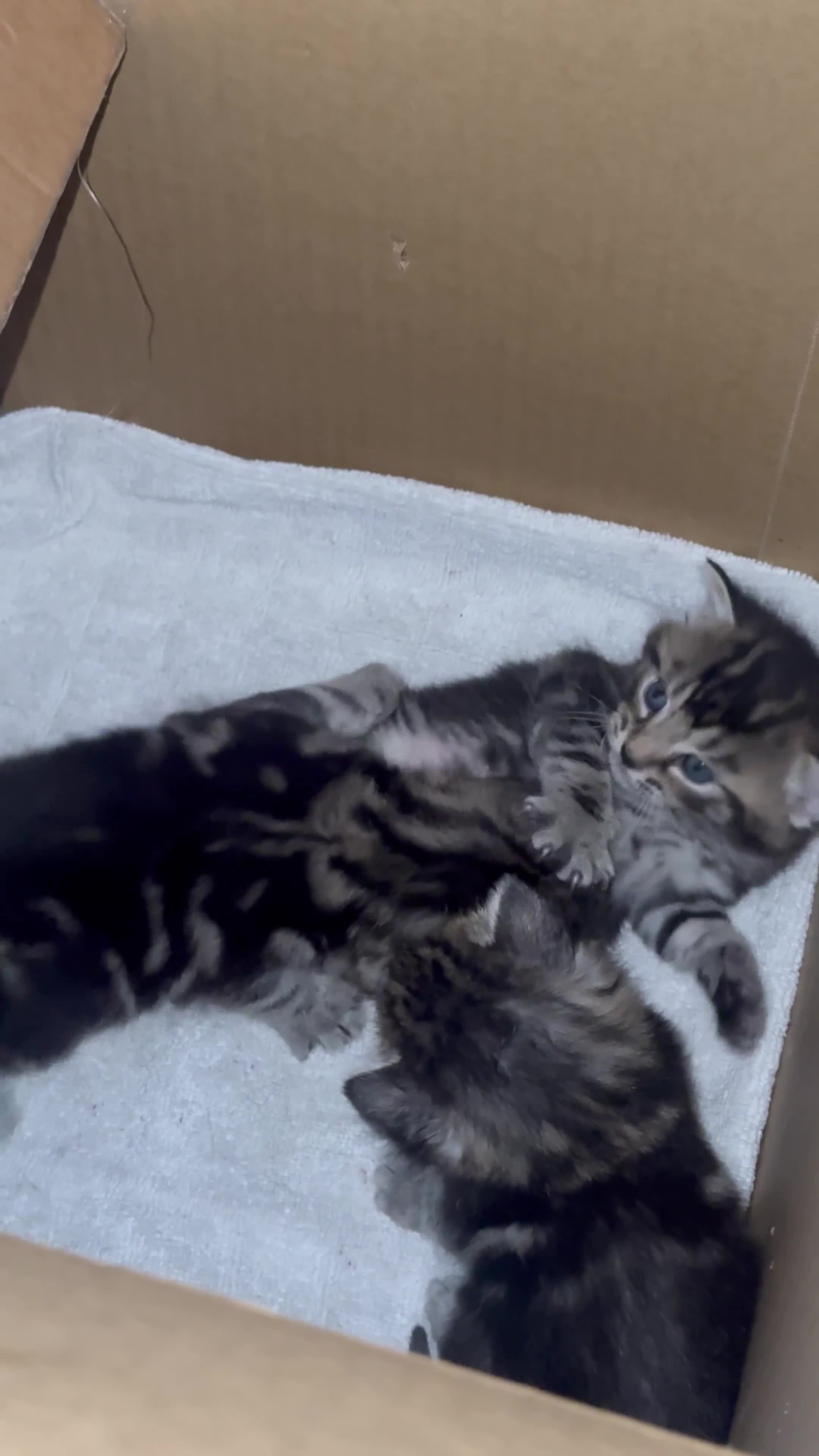 European cats for sale: Tortoiseshell Kittens - November  - Video 1