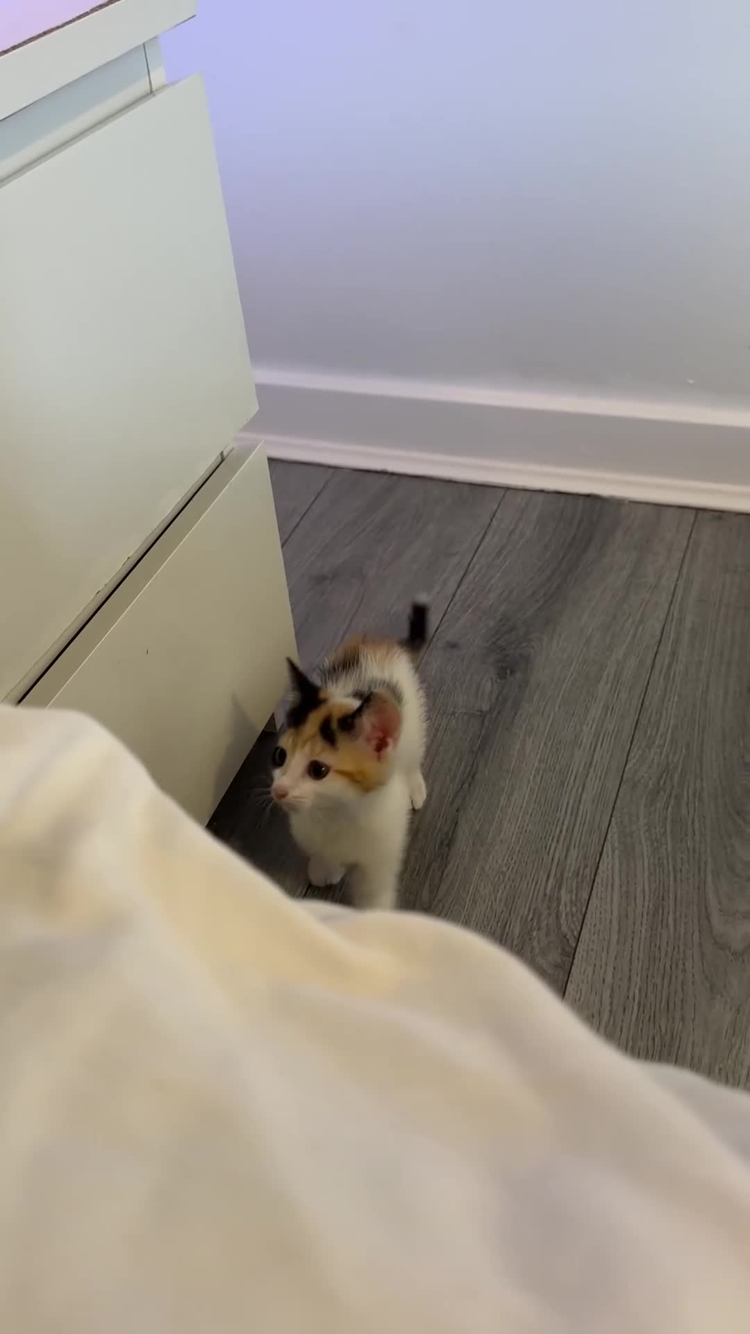 Mixed Breed cats for sale: 2 Kittens - Video 2