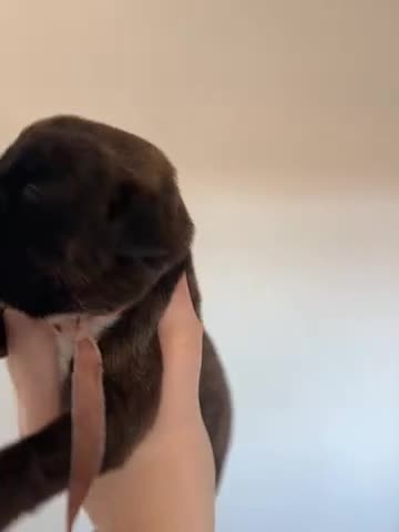 Boxer dogs for sale: 🌟Beautiful boxer puppies 🌟 - Video 5