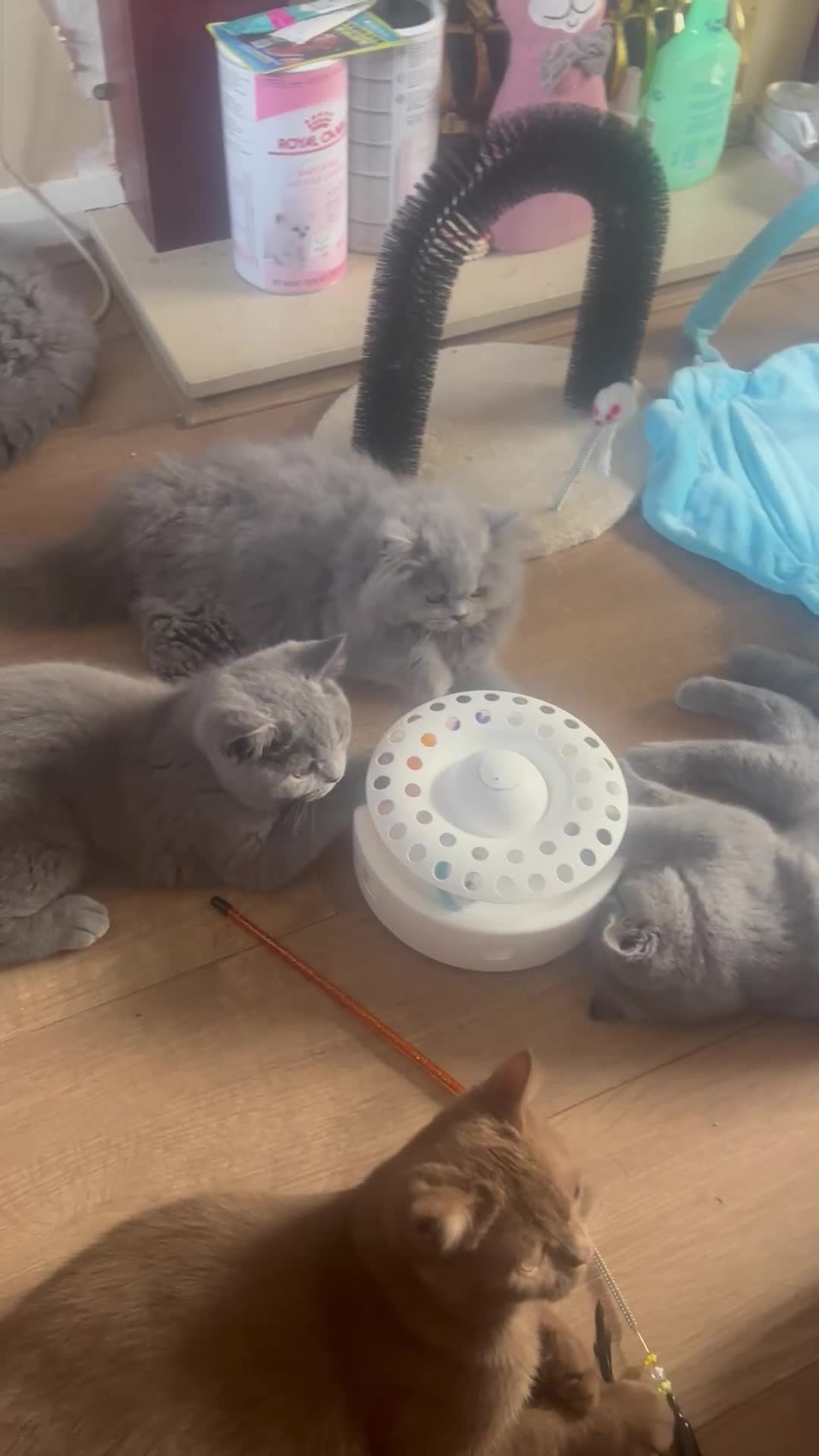 British Shorthair cats for sale: Excellent Champion line  - Video 1