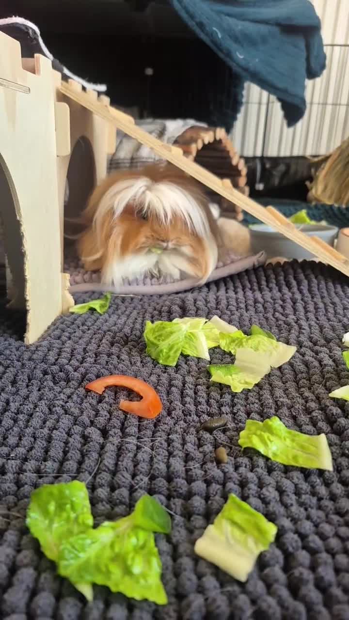 Guinea Pig rodents for sale: 1 Lunkarya male and 1 abyssinian male guinea pig.  in Dudley - Video 1