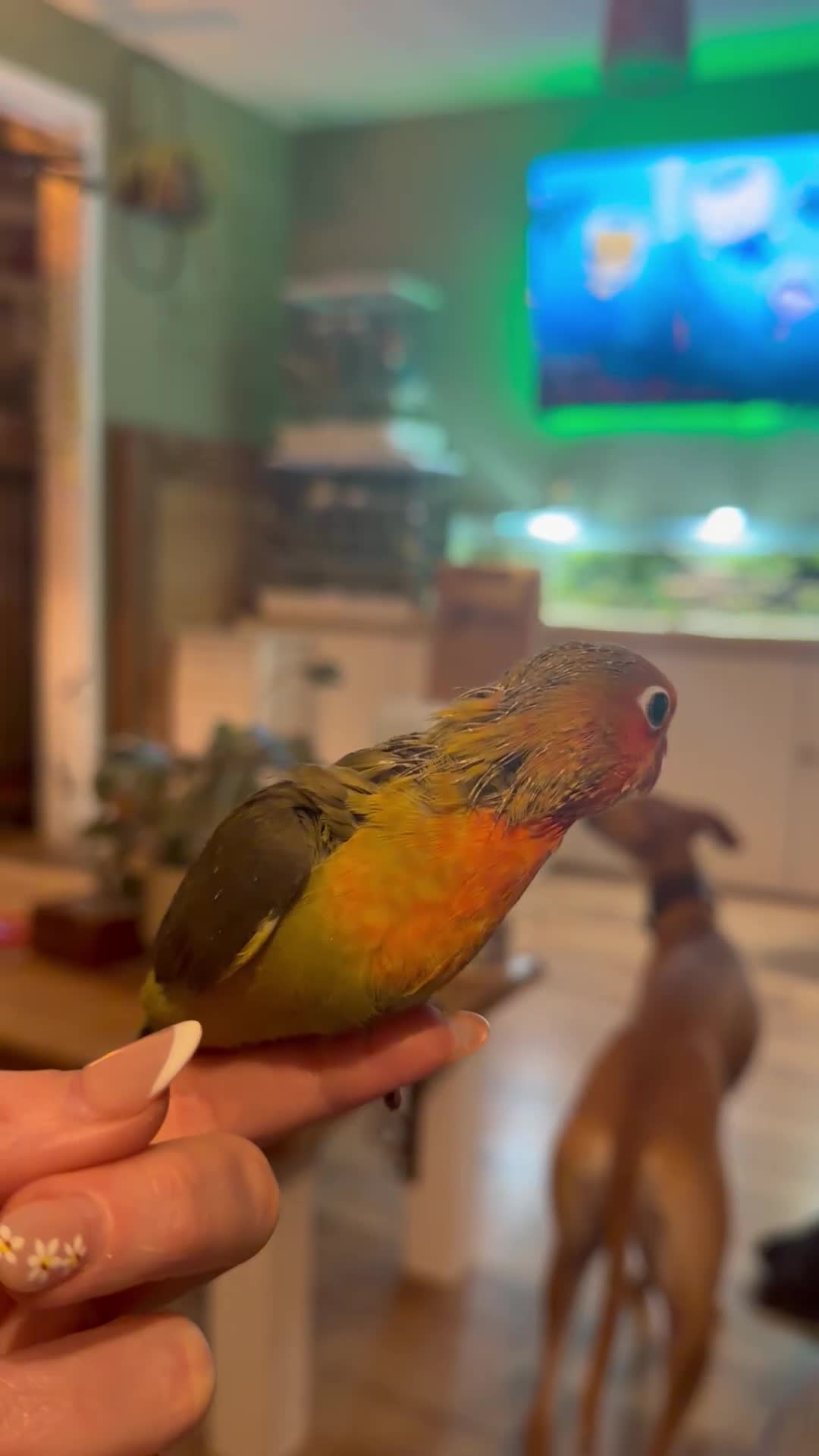 Lovebirds birds for sale: Beautiful handreared Fischer love birds - Video 2