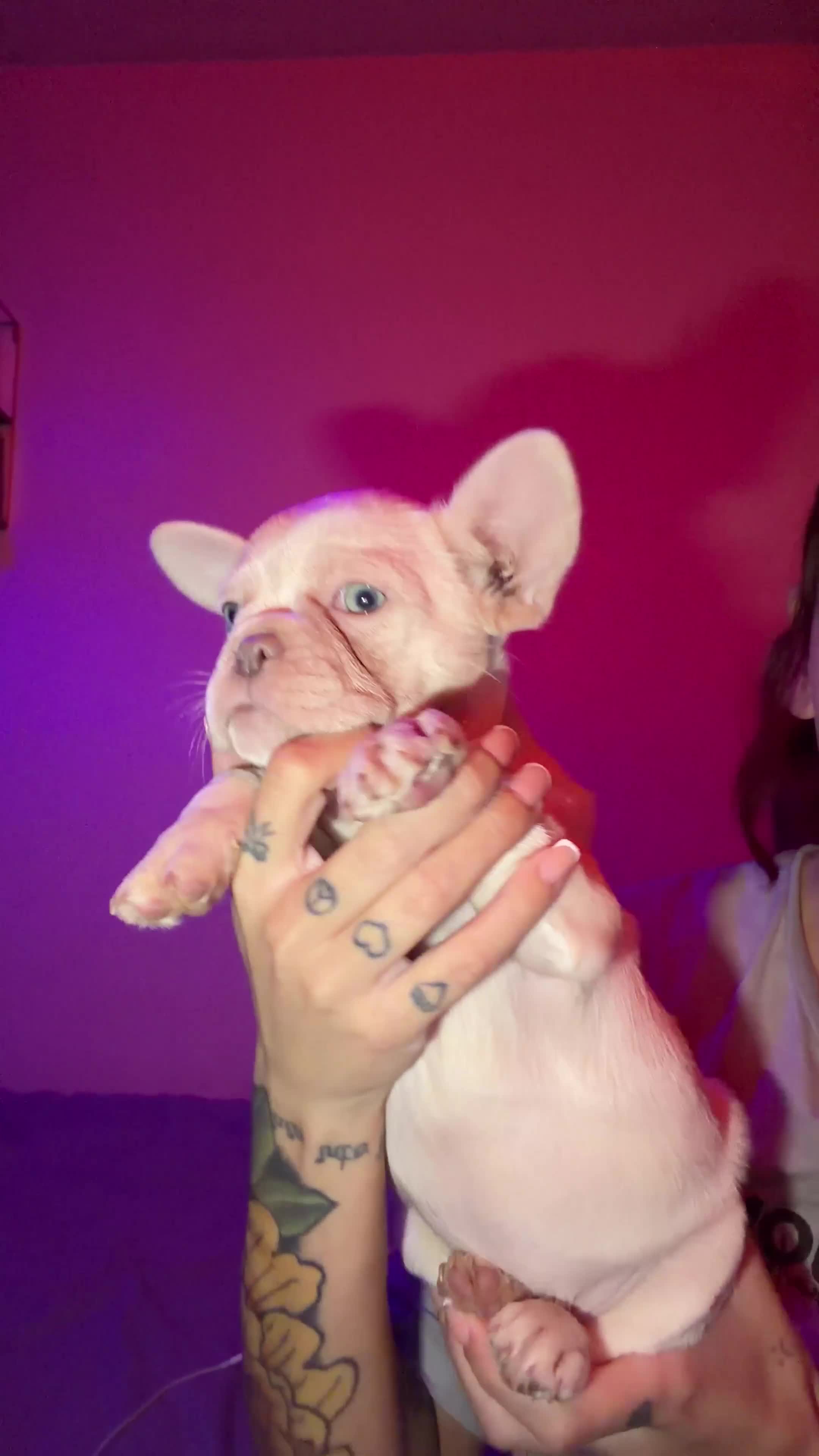 French Bulldog dogs for sale: French bulldog puppies  - Video 1
