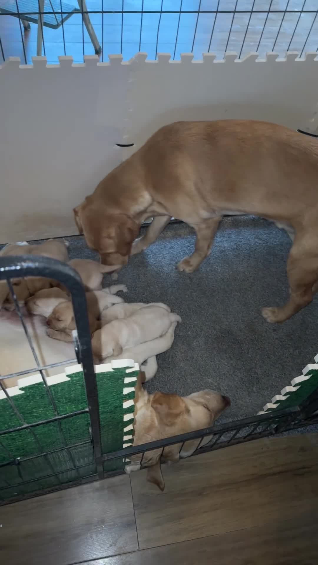 Labrador Retriever dogs for sale: Stunning KC reg Labrador pups ready to leave  - Video 2