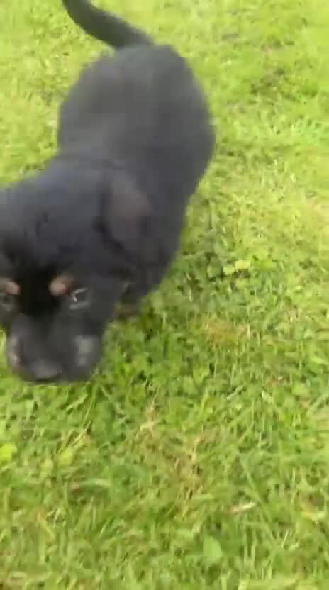Mixed Breed dogs for sale: Labradoodle only 1 beautiful pups left  - Video 2
