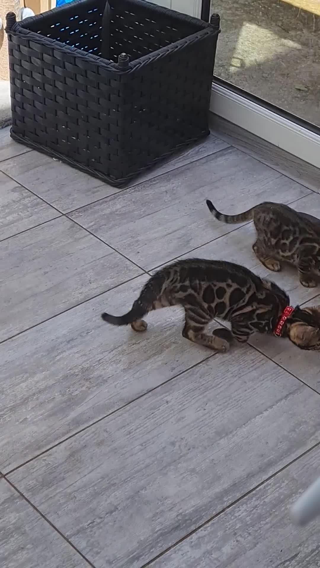 Bengal cats for sale: ❤️ Gorgeous Pure Bengal Babies! ❤️ - Video 2