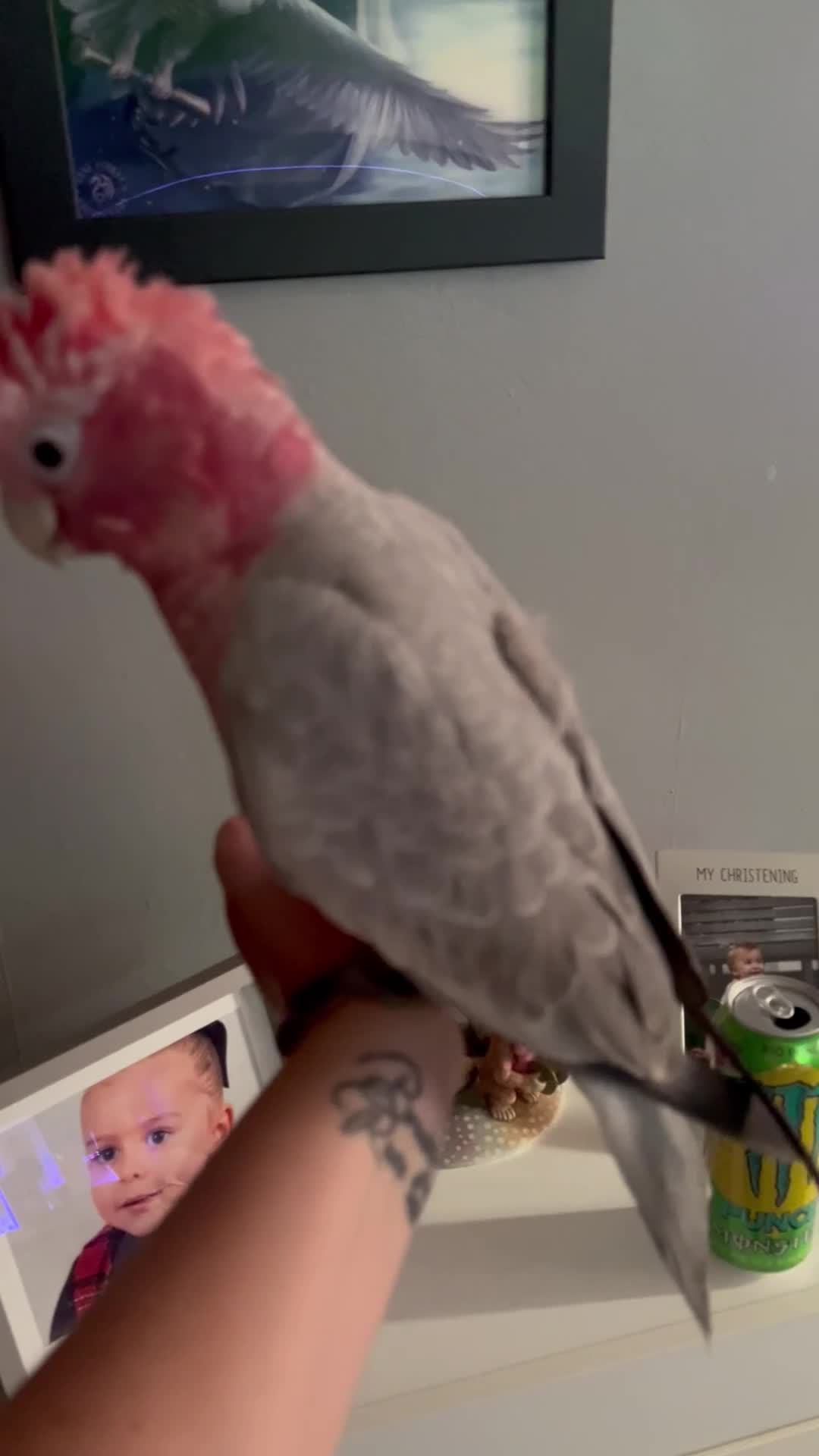 Cockatoo birds for sale: Galah cockatoo - Video 1