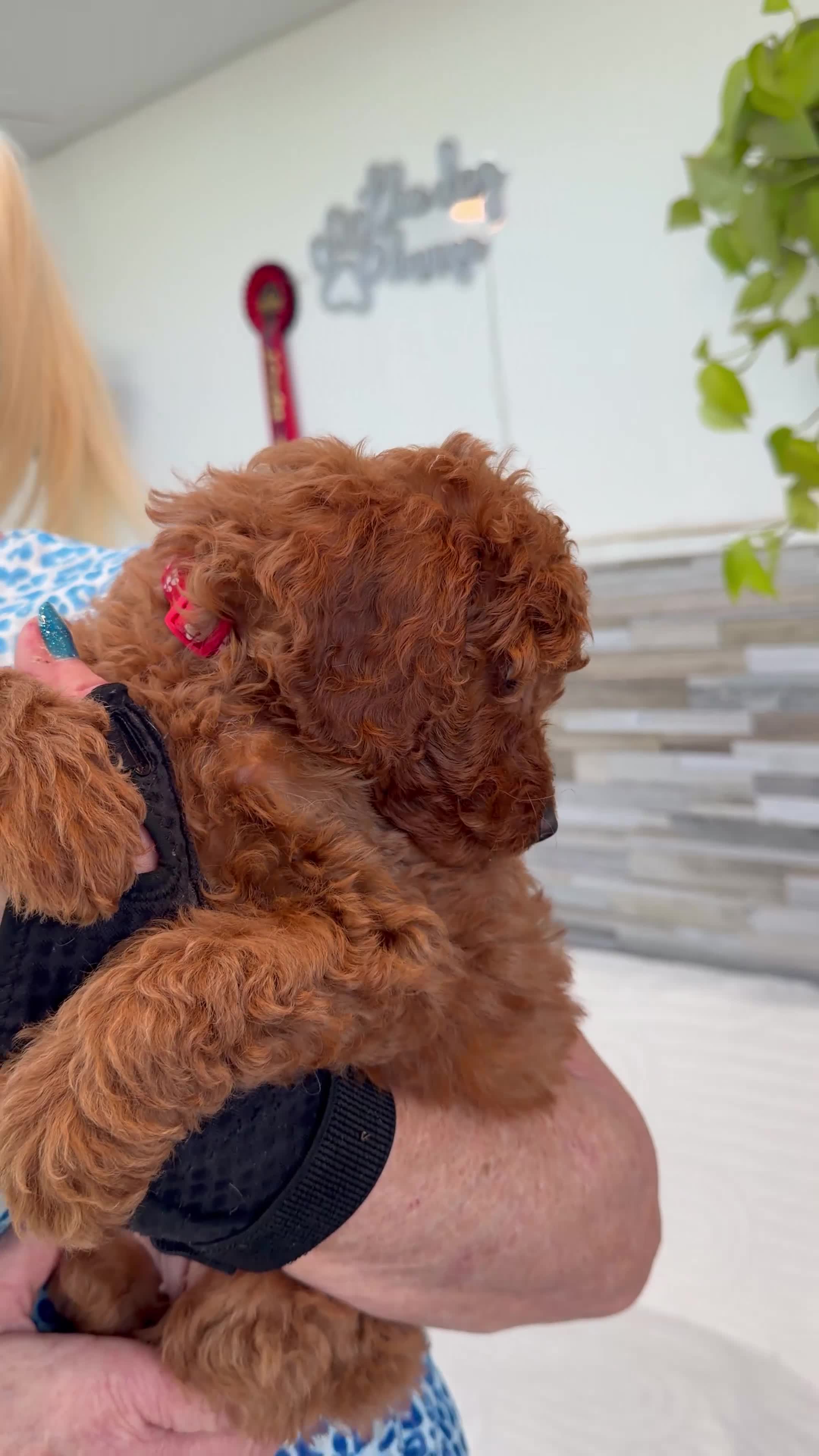 Mini Goldendoodle dogs for sale: Beautiful Miniature Goldendoodles Ready Now - Video 1