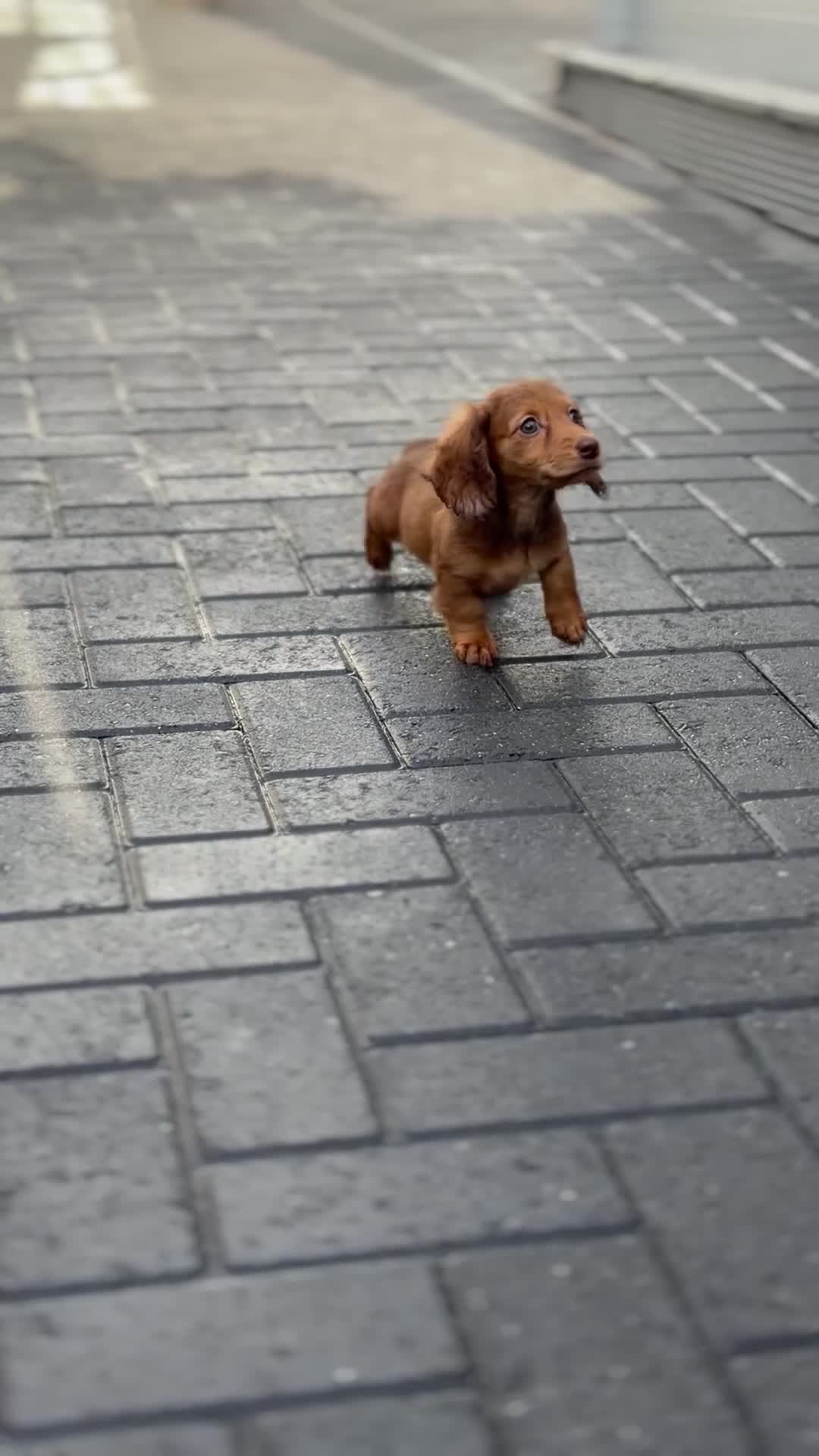 Miniature Dachshund dogs for sale: Kc long hair mini dachshunds  - Video 1