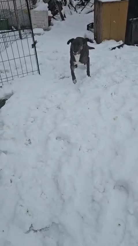 Mixed Breed dogs for adoption: LOLA – Gentle Soul, Bright Eyes & Pure Devotion🤍 - Video 1