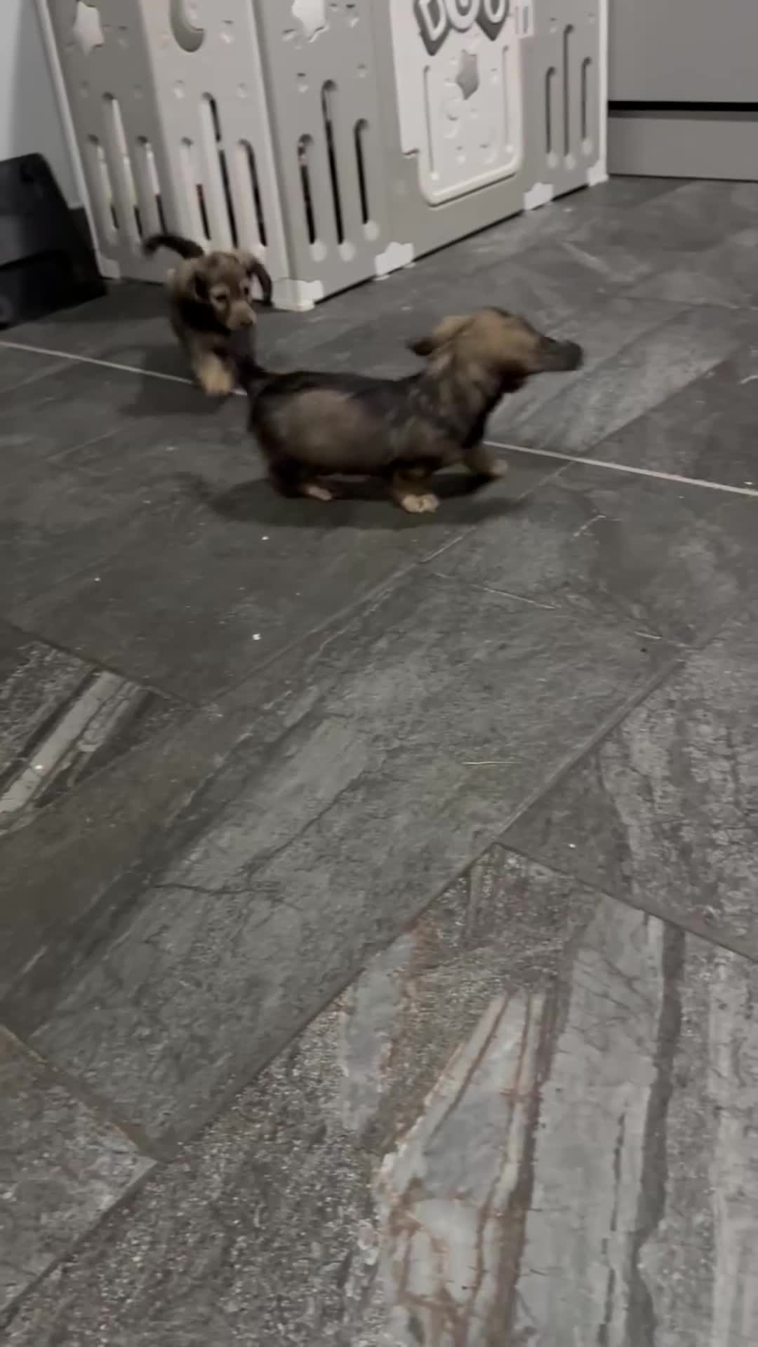 Miniature Dachshund dogs for sale: Shaded cream miniature dachshunds  - Video 2