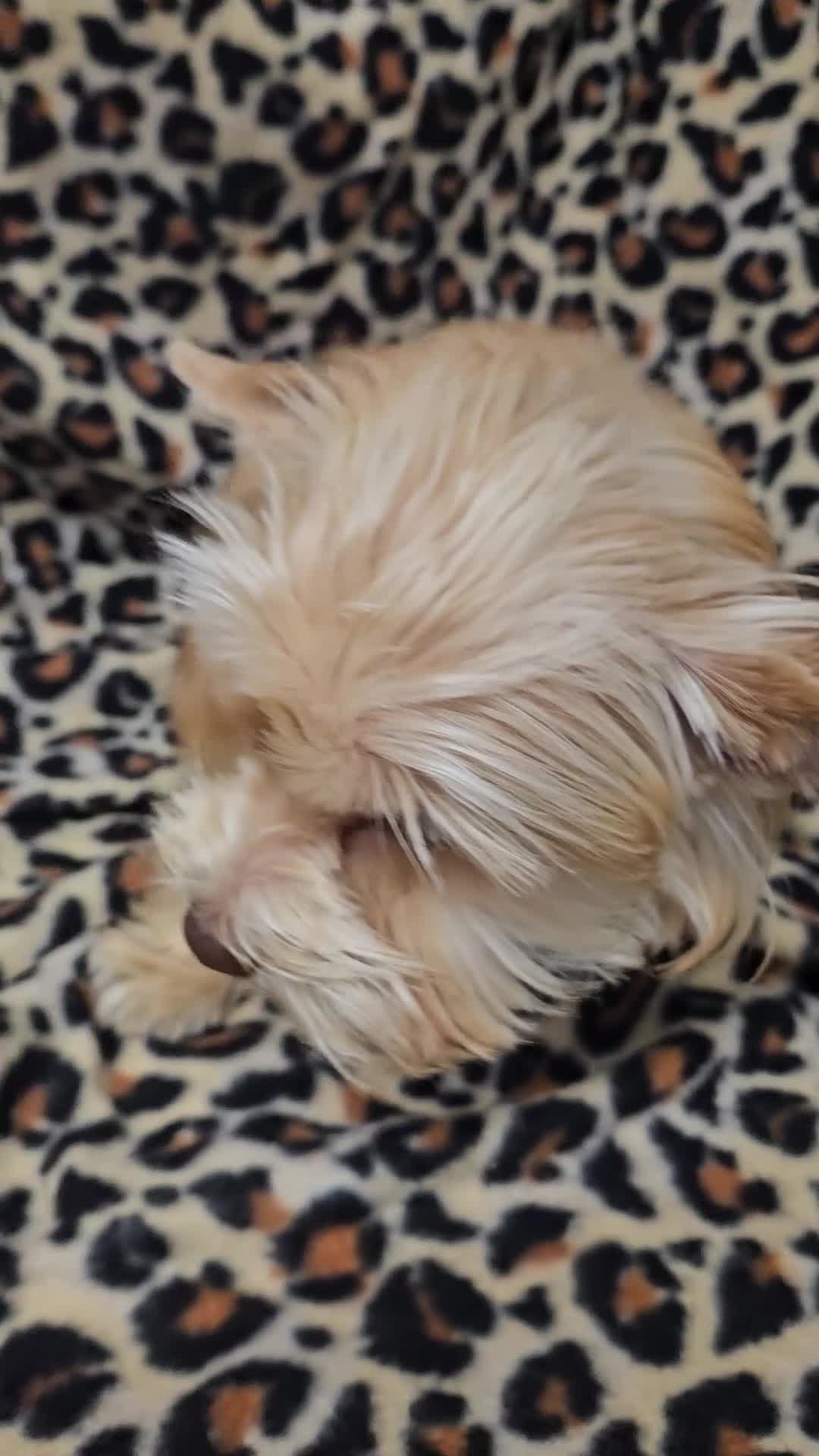 Yorkshire Terrier dogs for sale: Small Blonde Yorkie girl ready now - Video 1