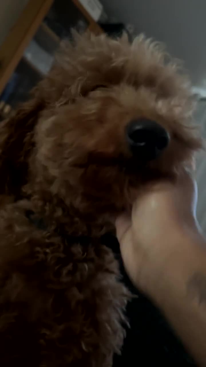 Toy Poodle dogs for sale: Tilly  - Video 1