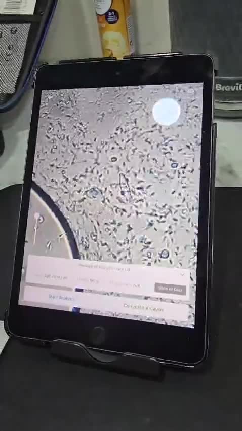 English Bulldog dogs for stud: Lilac merle English Bulldog Stud - Video 3