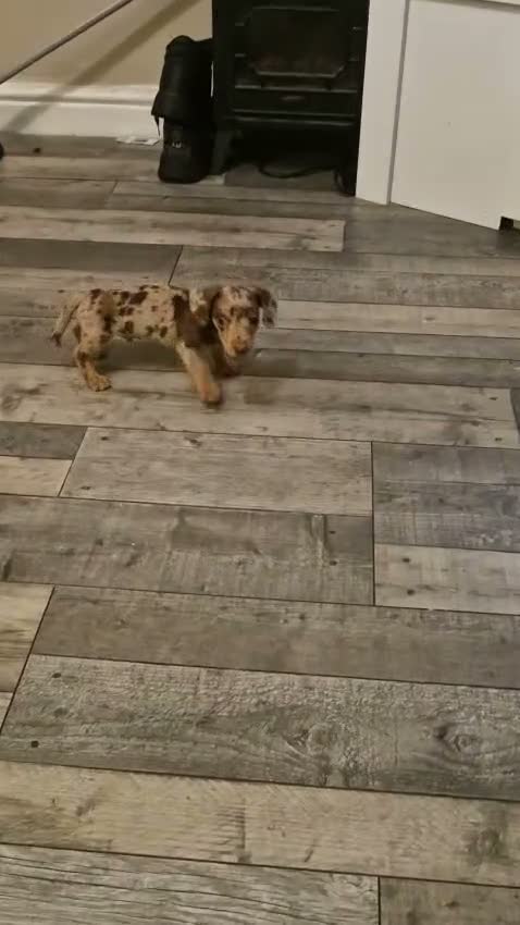 Miniature Dachshund dogs for sale: Miniature dachshund puppy  in Liverpool - Video 1