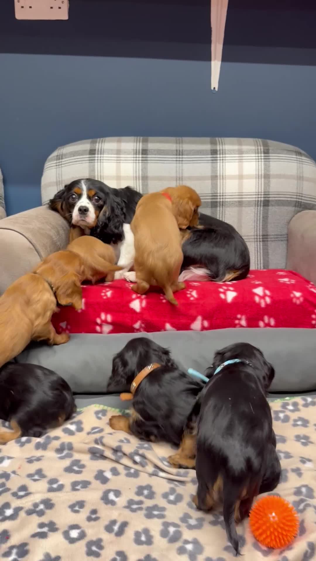 Cavalier King Charles Spaniel dogs for sale: 🐶 Beautiful Cavalier King Charles  Puppies 🐶 - Video 1