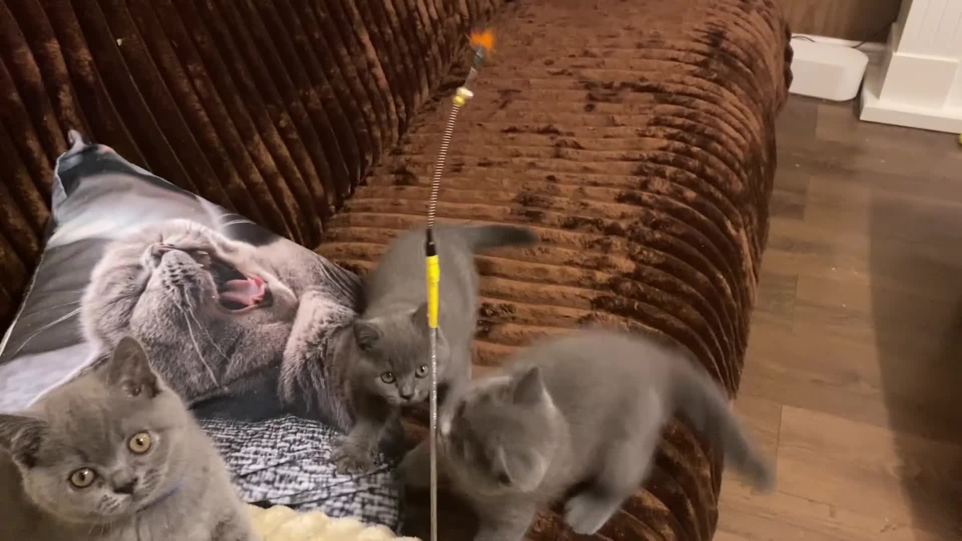 British Shorthair cats for sale: ❤️GCCF❤️ONE GIRL LEFT❤️READY❤️ BRITISH SHORTHAIR❤️ - Video 3