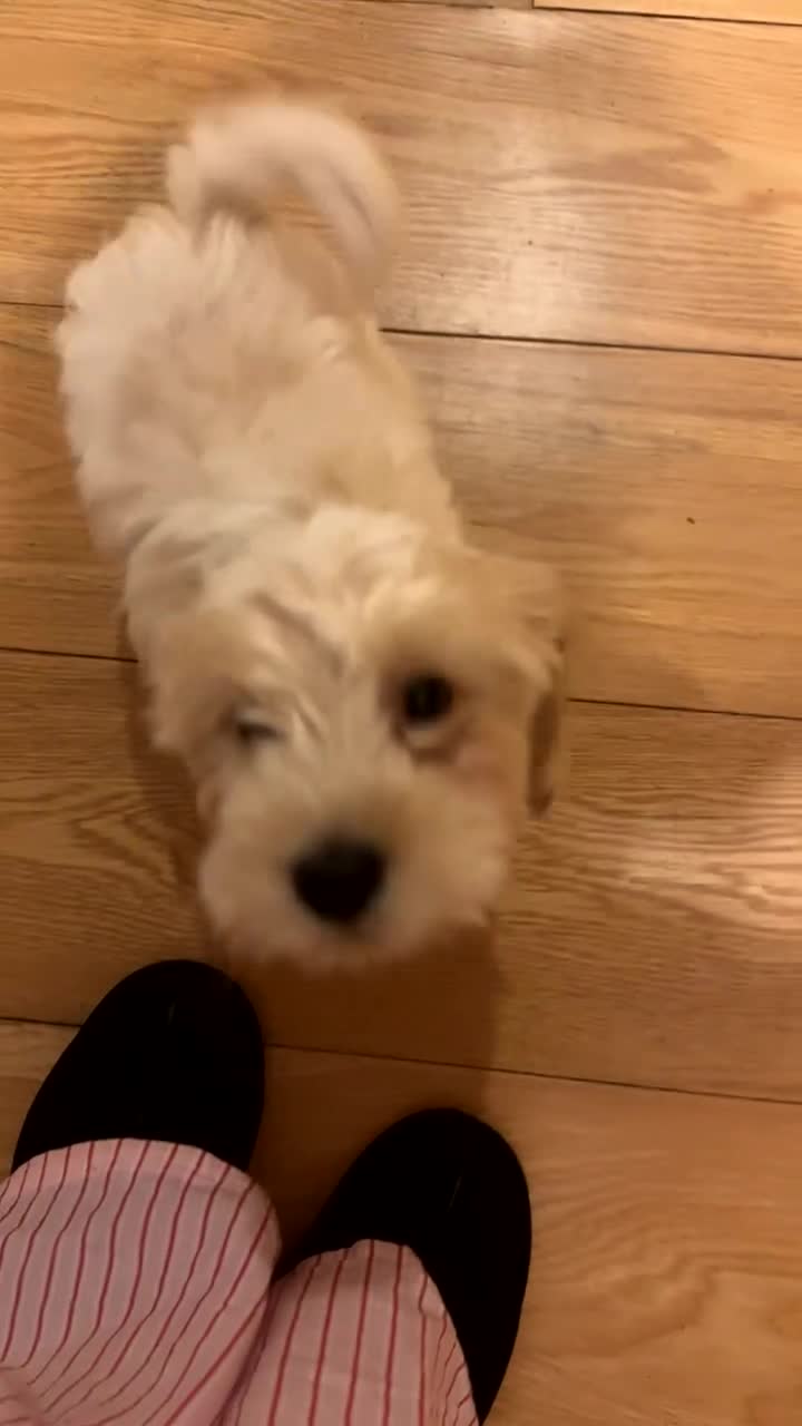 Cockapoo dogs for sale: Honey sweet cockapoo looking for her forever home - Video 2