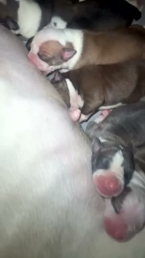 Mixed Breed dogs for sale: Old tyme English Bulldog X American Bulldog in Newcastle upon Tyne - Video 2