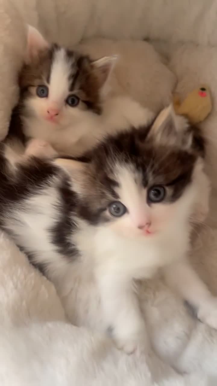 Mixed Breed cats for sale: Domestic mixed breed lil divas  - Video 1