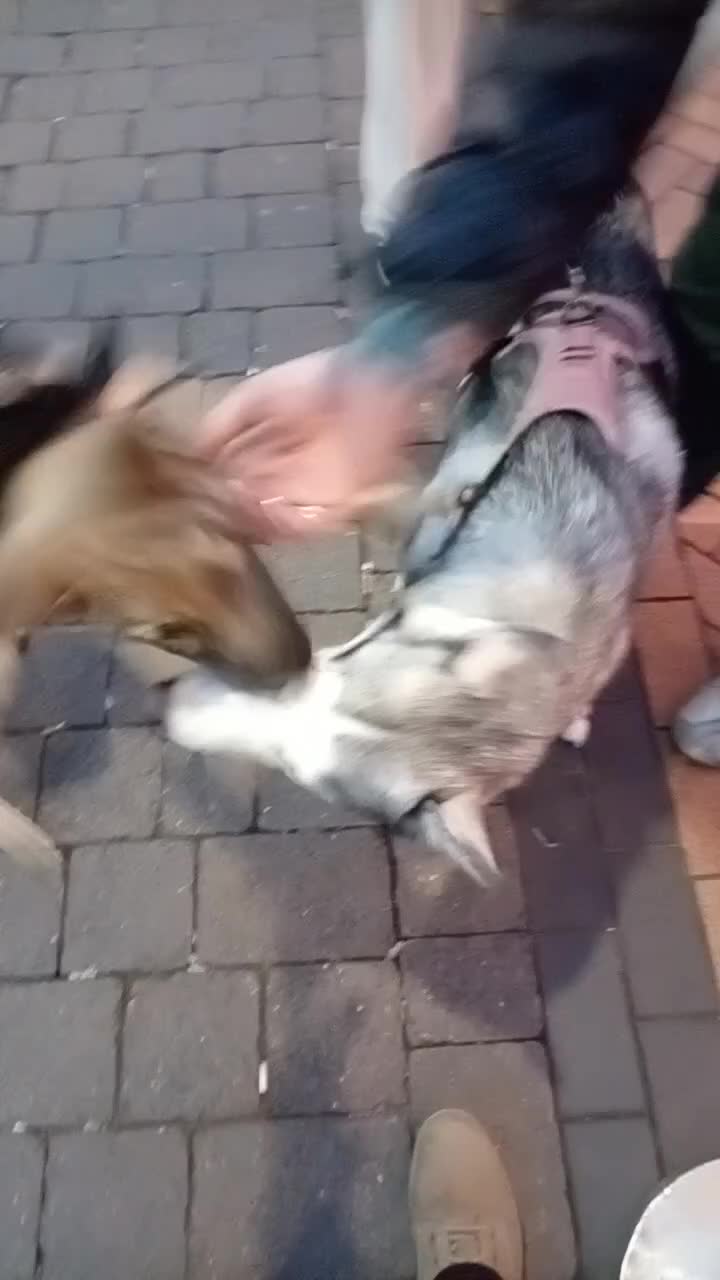 Saarloos Wolfdog dogs for sale: Lupo italiono in Thornton-Cleveleys - Video 2