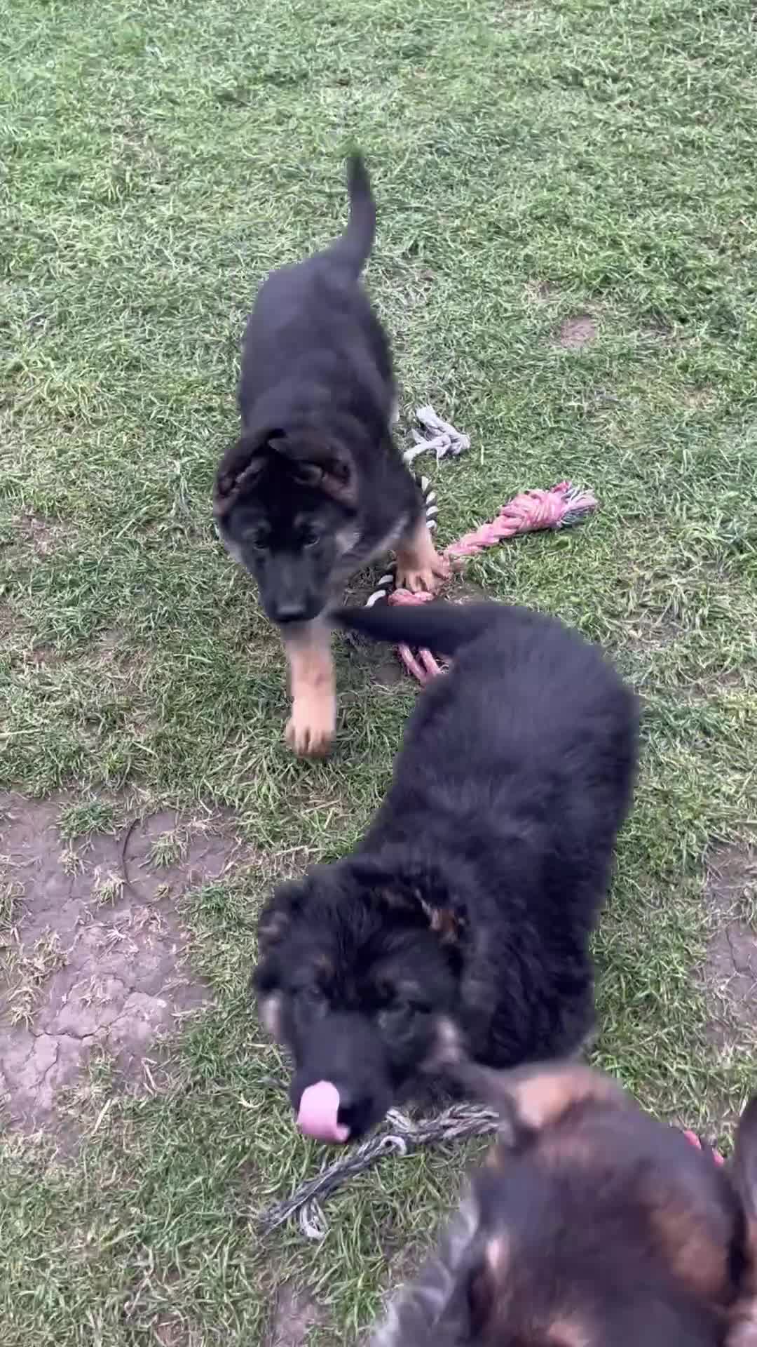 German Shepherd dogs for sale: 🐾Ready to leave Kc reg German shepherd puppies🐾 - Video 1