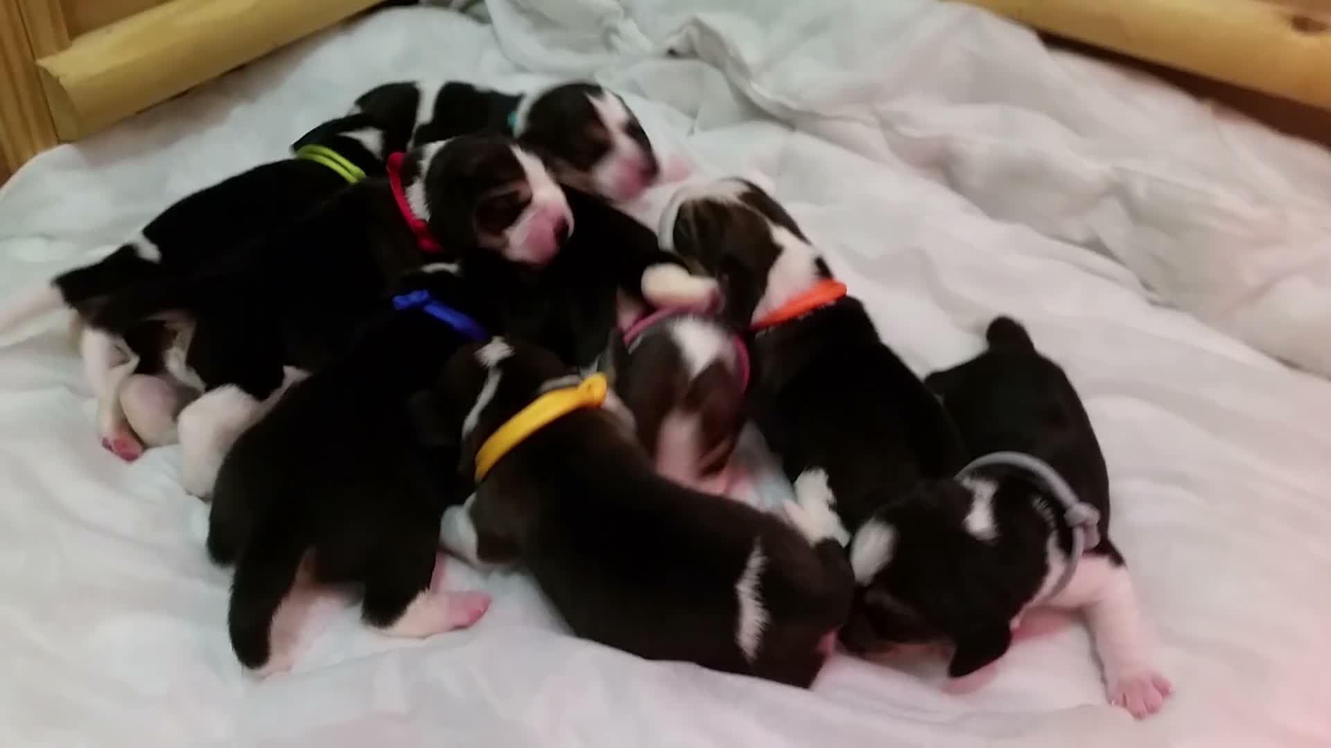 Beagle dogs for sale: 6TH Generation Beagles. - Video 1