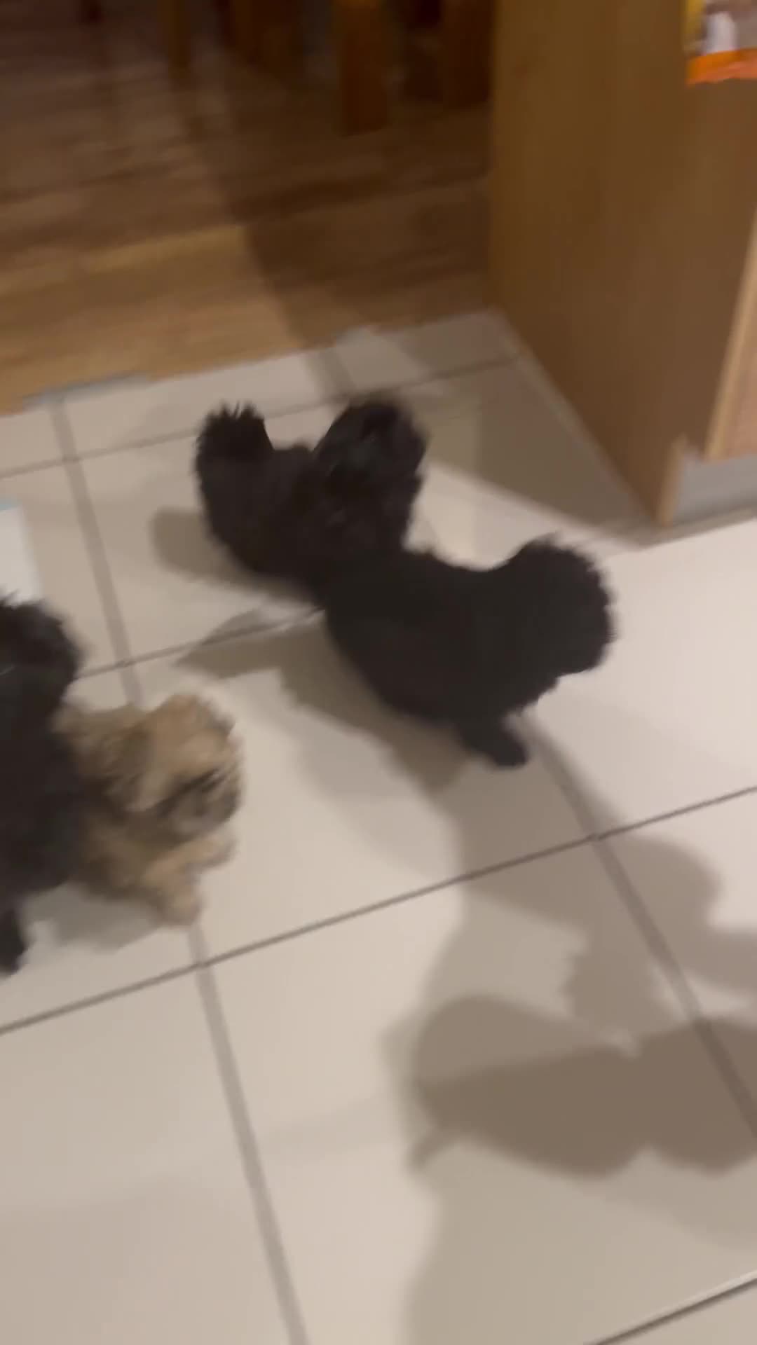 Shih Tzu dogs for sale: Shih Tzu puppies - Video 1