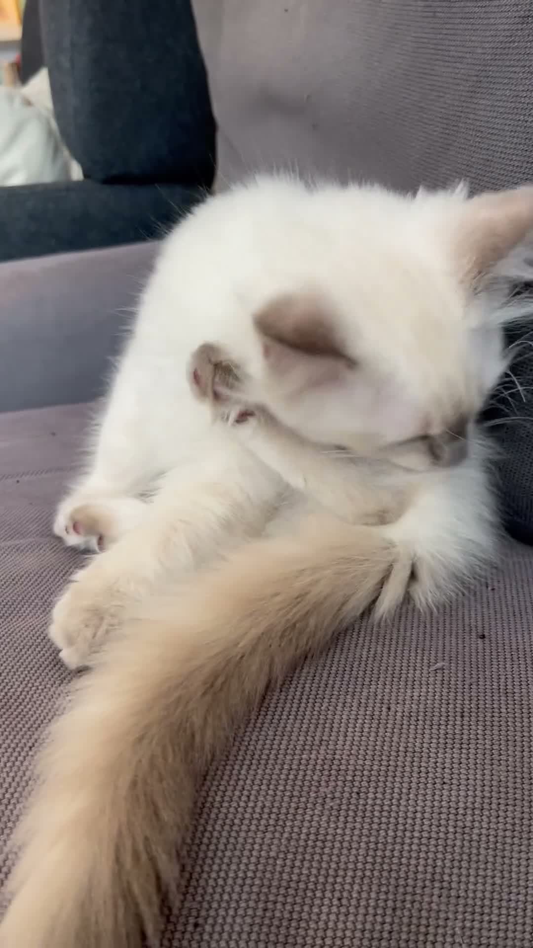 Ragdoll cats for sale: Pure ragdoll kittens for sale London - Video 3