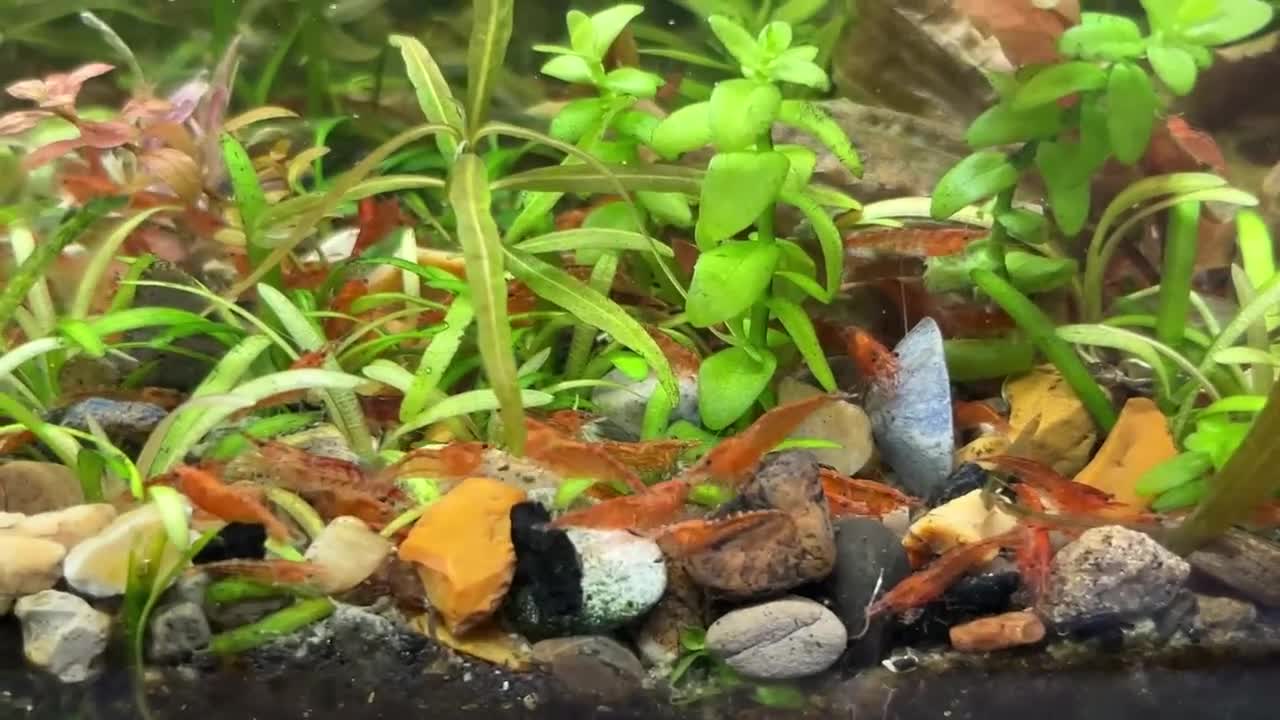 Shrimps fish for sale: Black, red, and yellow freshwater shrimp  - Video 1