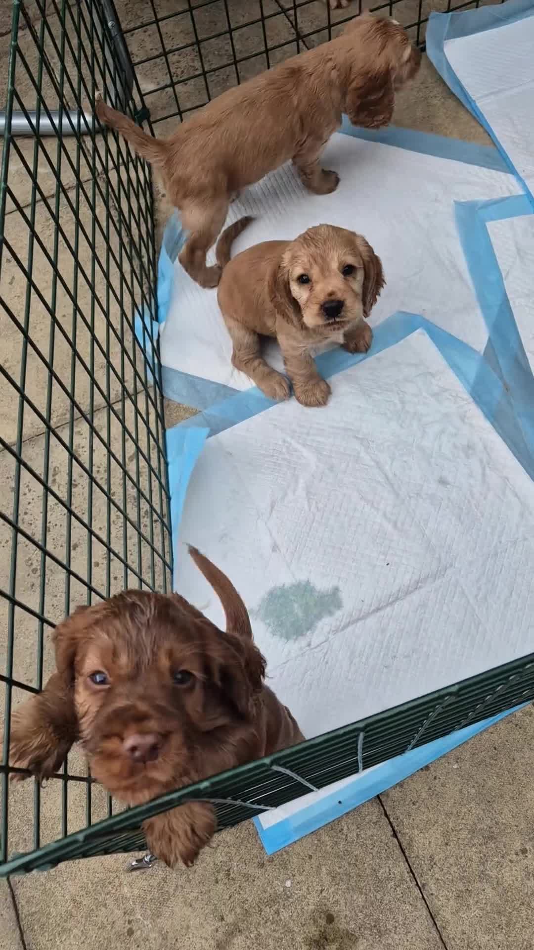 Cocker Spaniel dogs for sale: Beautiful cocker spaniels - Video 1