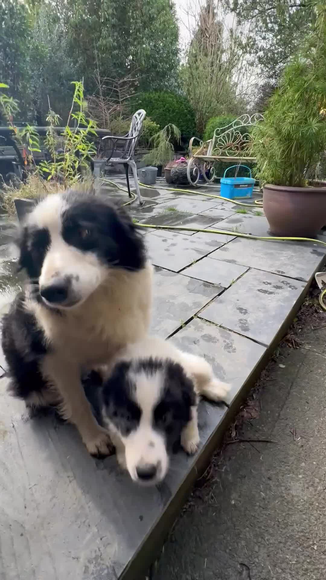 Border Collie dogs for sale: Due to time wasters - Cute fluffy border collie - Video 1