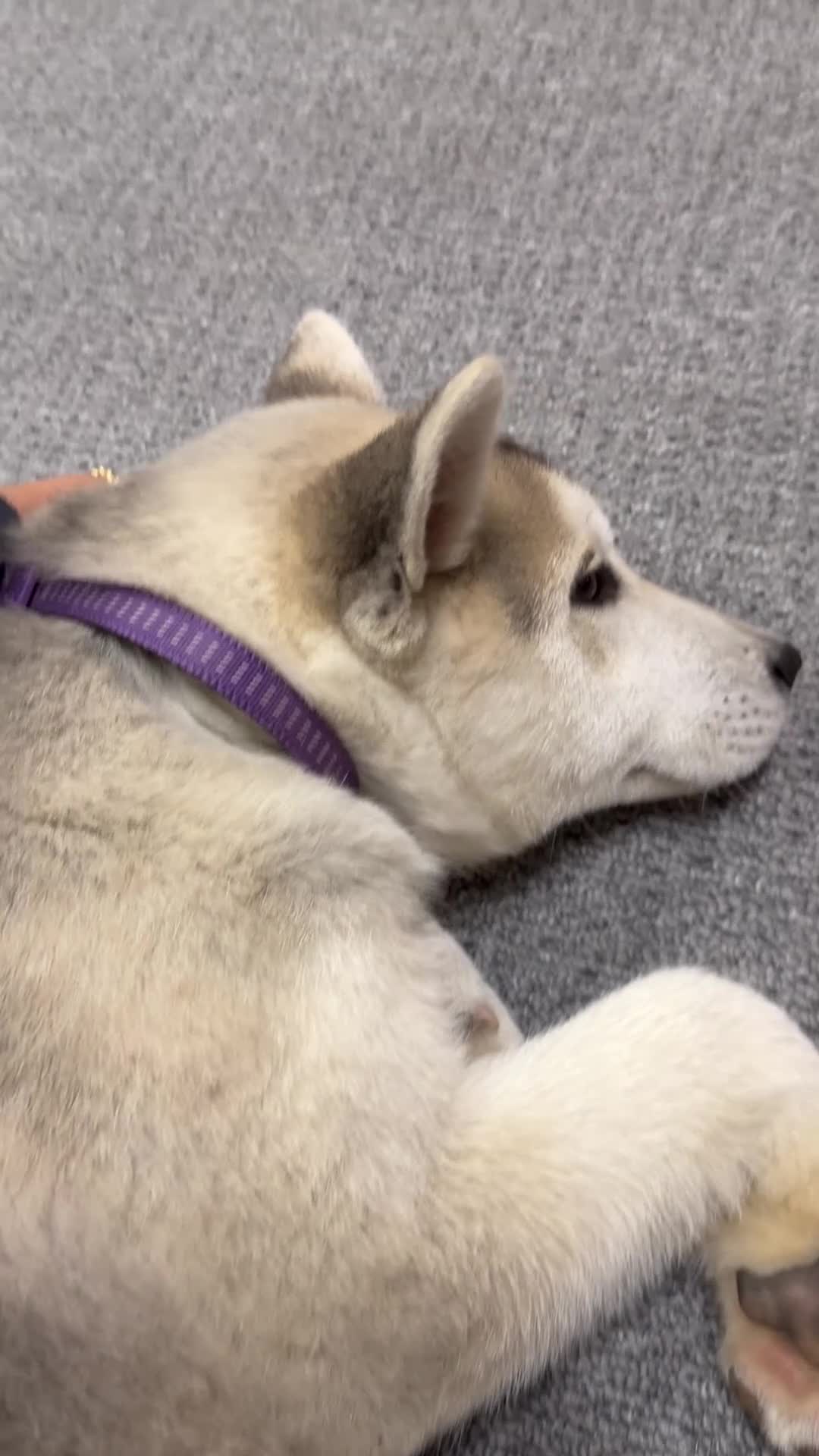 Shepsky dogs for sale: Husky - Video 3