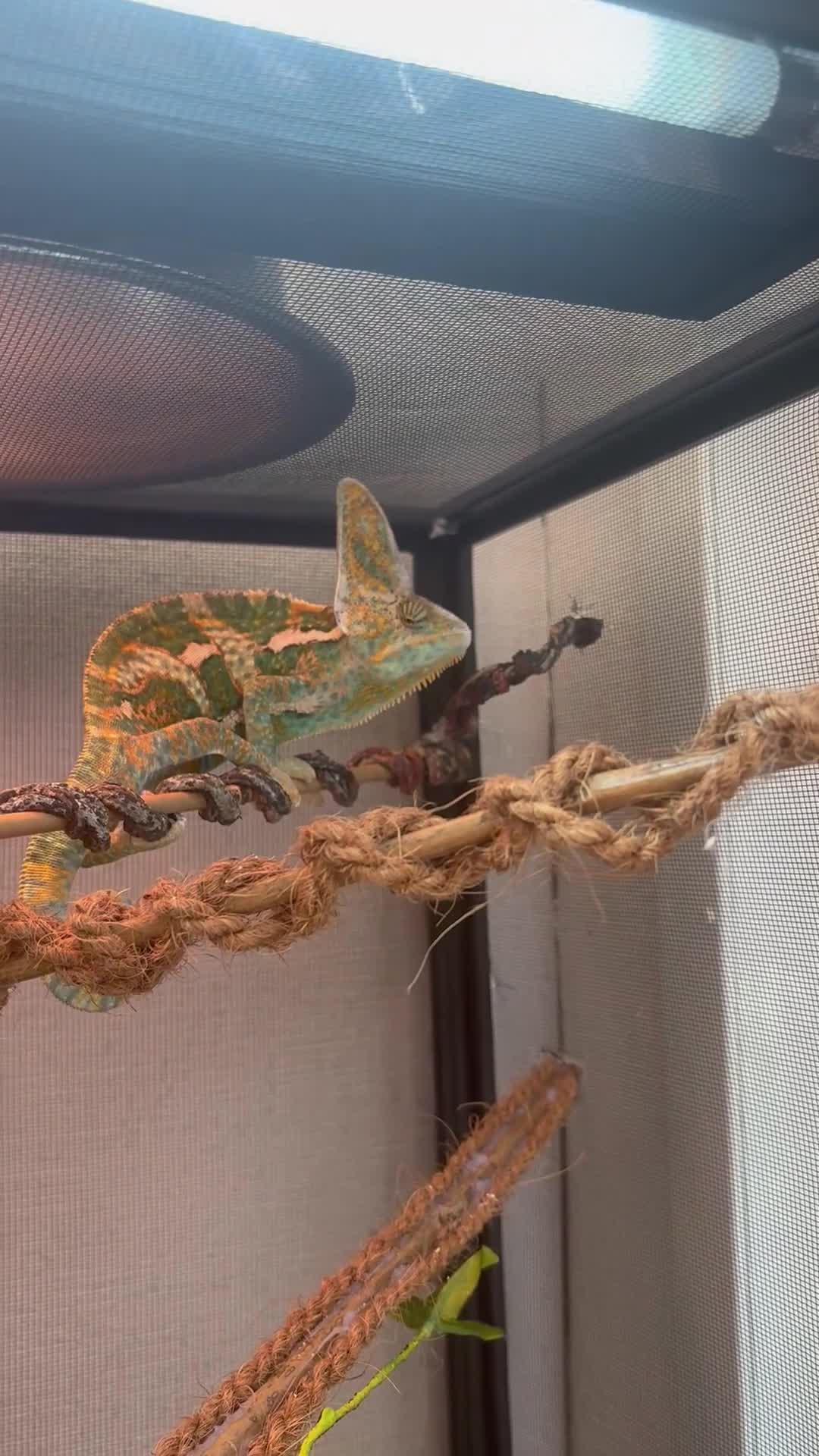 Chameleon reptiles for sale: Veiled chameleon  in Rochester - Video 2