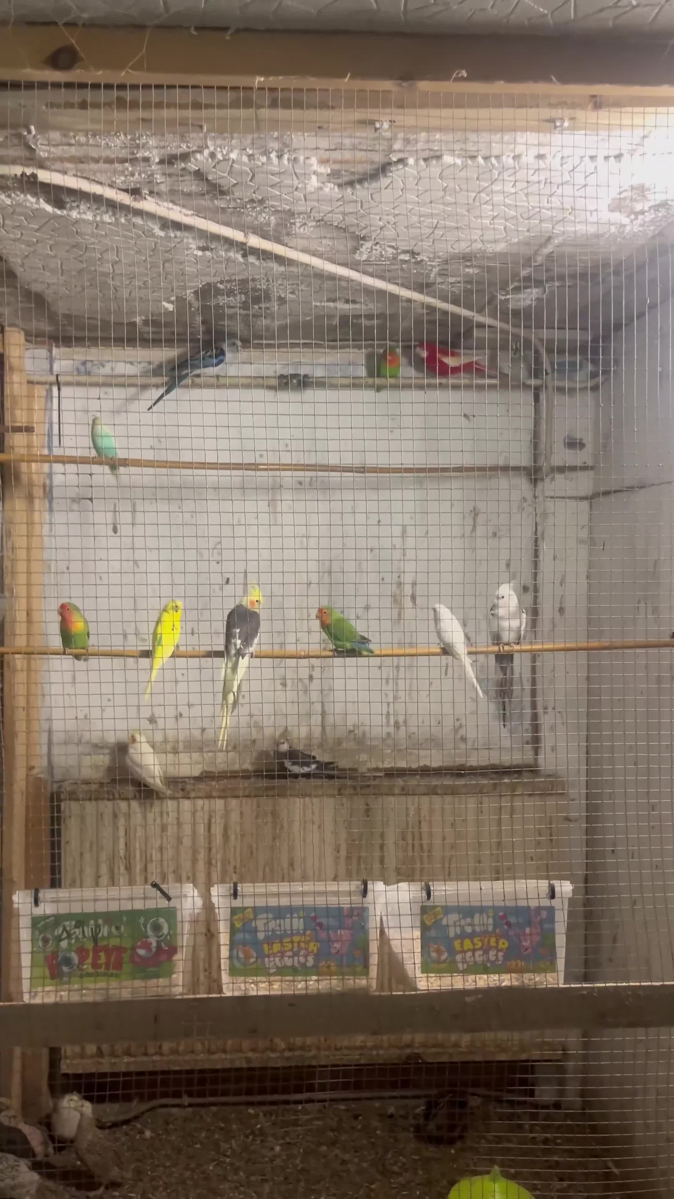 Lovebirds birds for sale: Mixed bird’s  in Prenton - Video 1