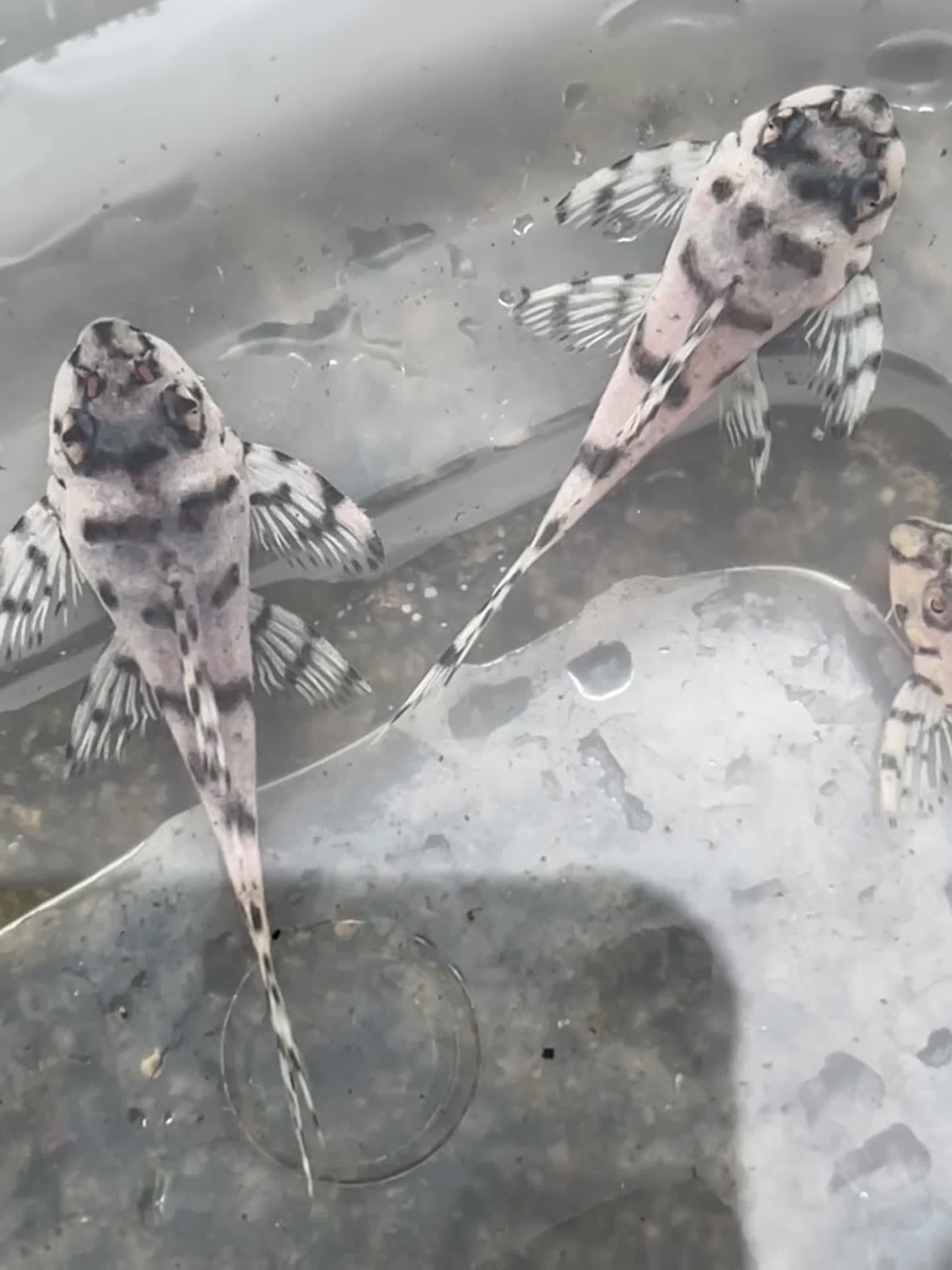 Plecos fish for sale: L236sw 1” and 2” available  - Video 1