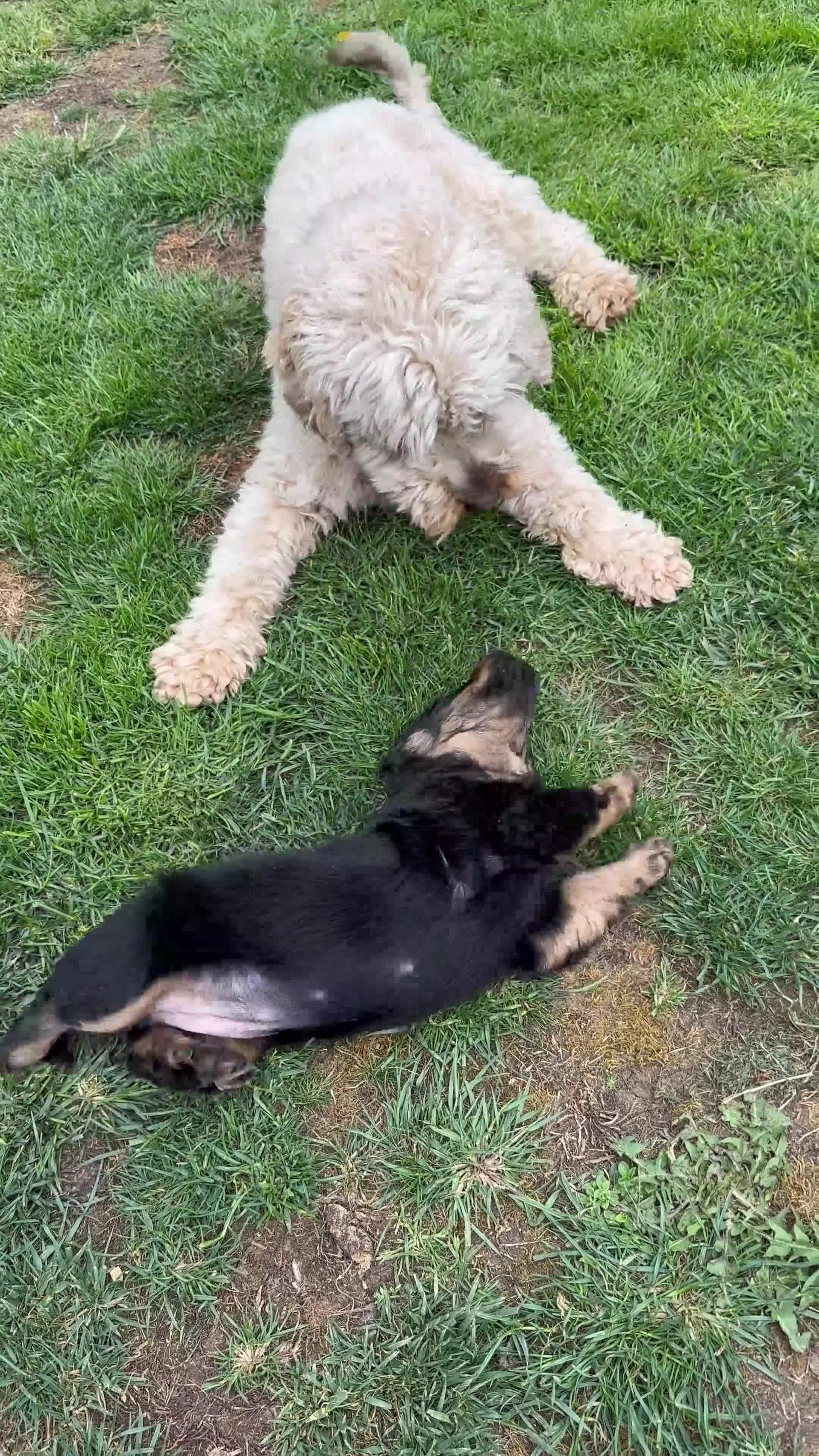 Cockapoo dogs for stud: 2 year old cockapoo male for stud - Video 1