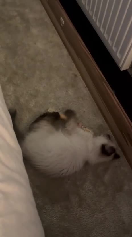 Ragdoll cats for sale: Cute ragdoll kitten - last girl left - Video 2