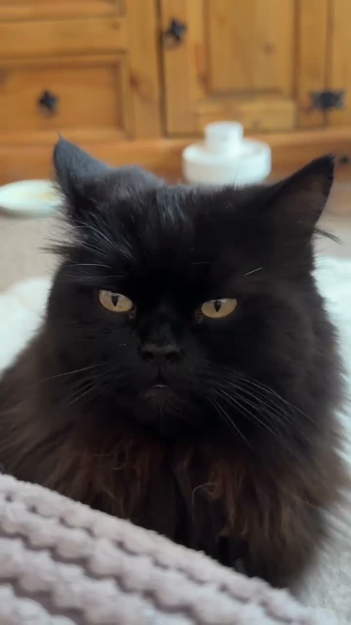 British Longhair cats for sale: Stunning Black Long Haired Boy Teddy - Video 1