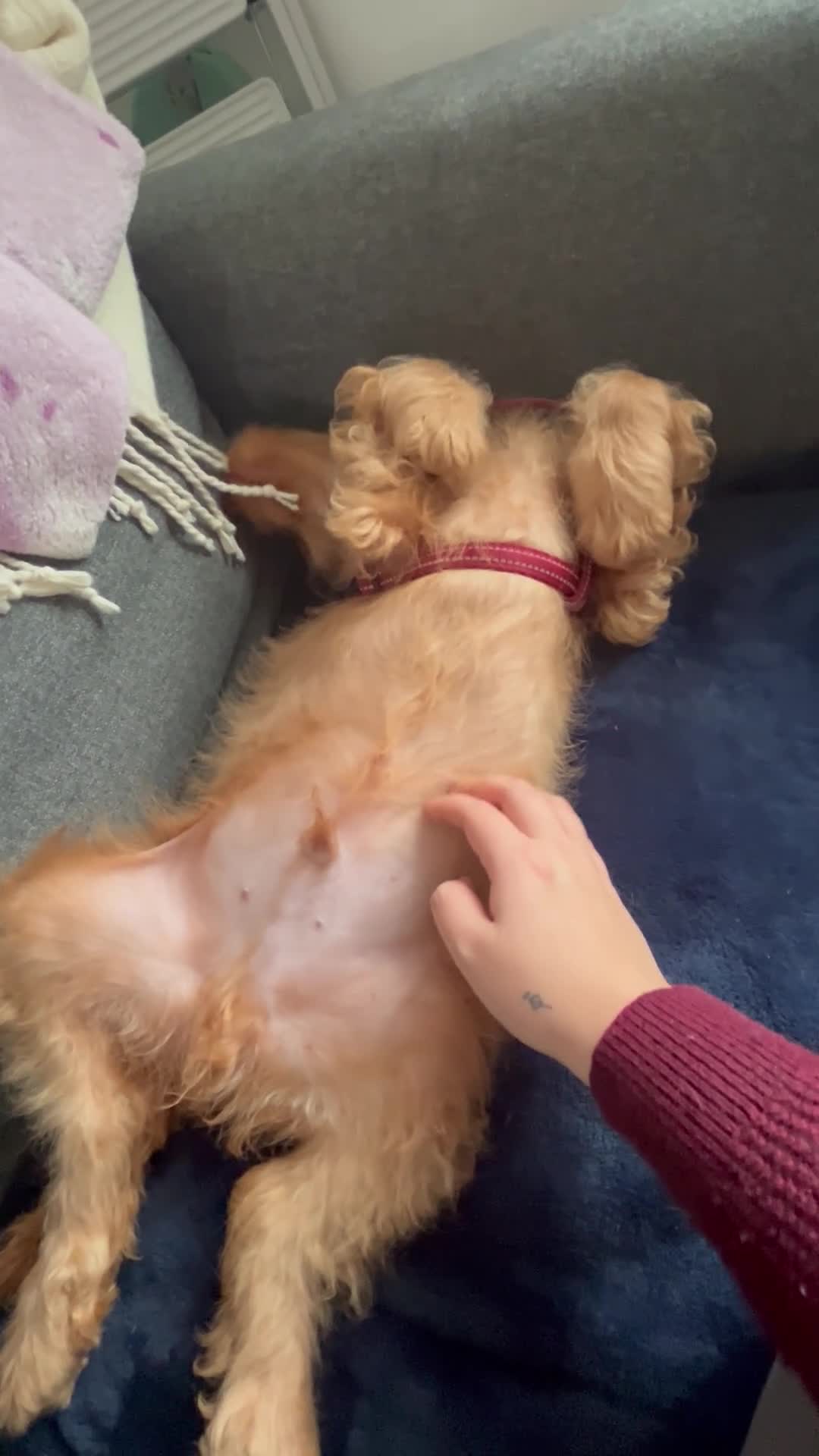 Cockapoo dogs for sale: Cockapoo puppy for sale - Video 2