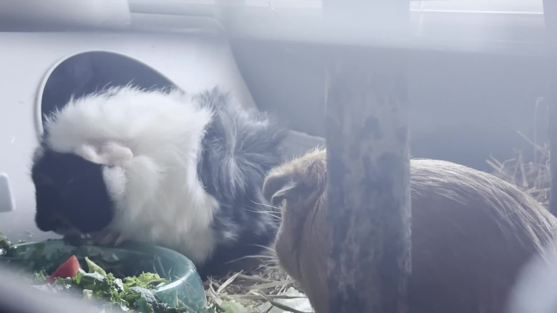 Guinea Pig rodents for sale: 2 brothers, cages and accessories  - Video 1