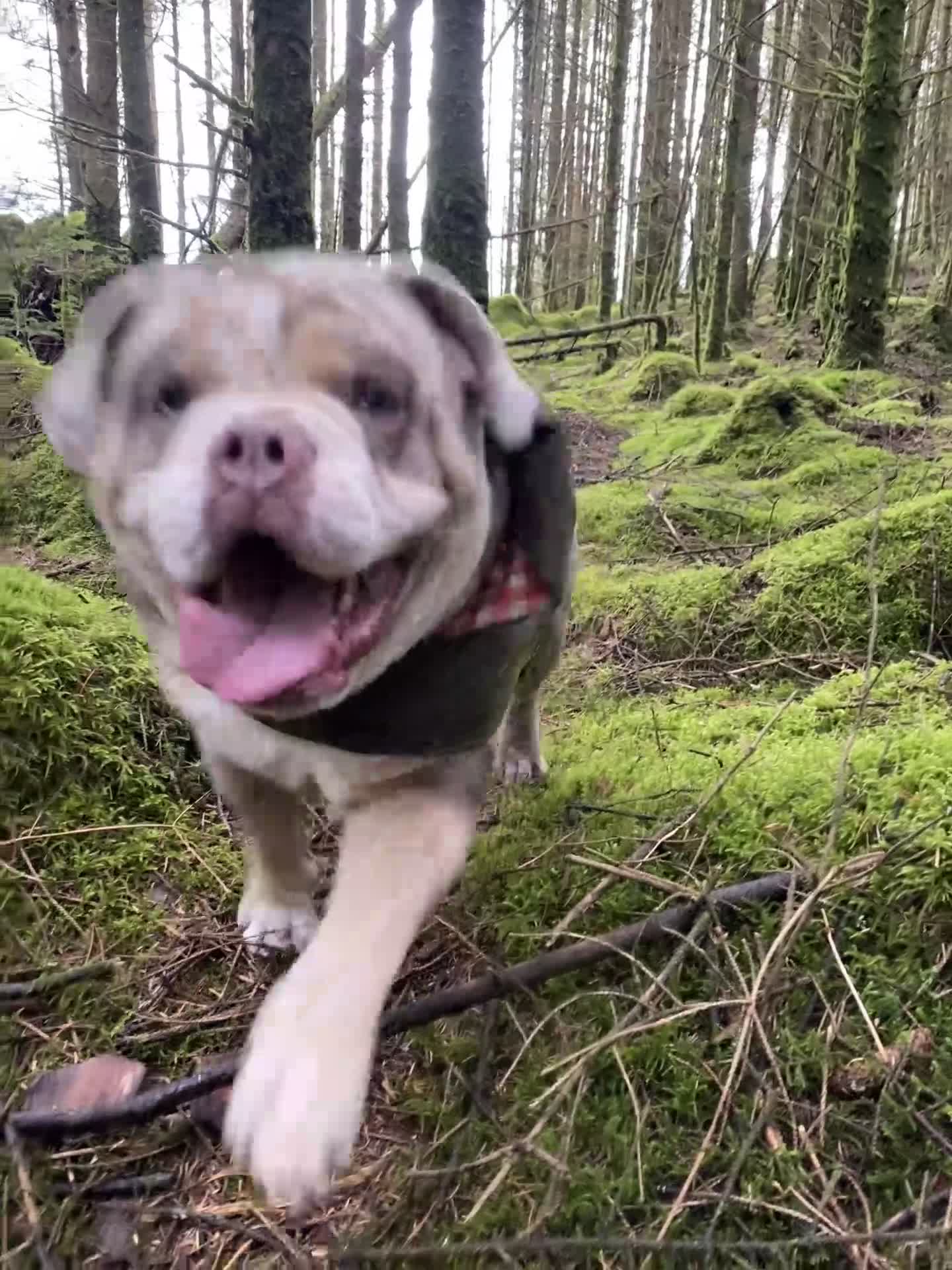 Mixed Breed dogs for sale: Mix English bulldog boy - Video 2