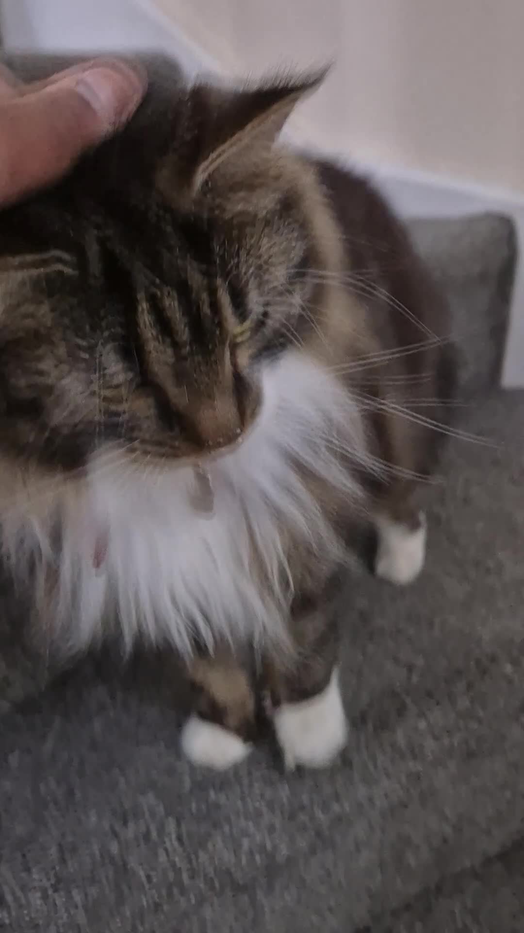 Mixed Breed cats for sale: Friendly Mixed-Breed Male Cat - Video 1