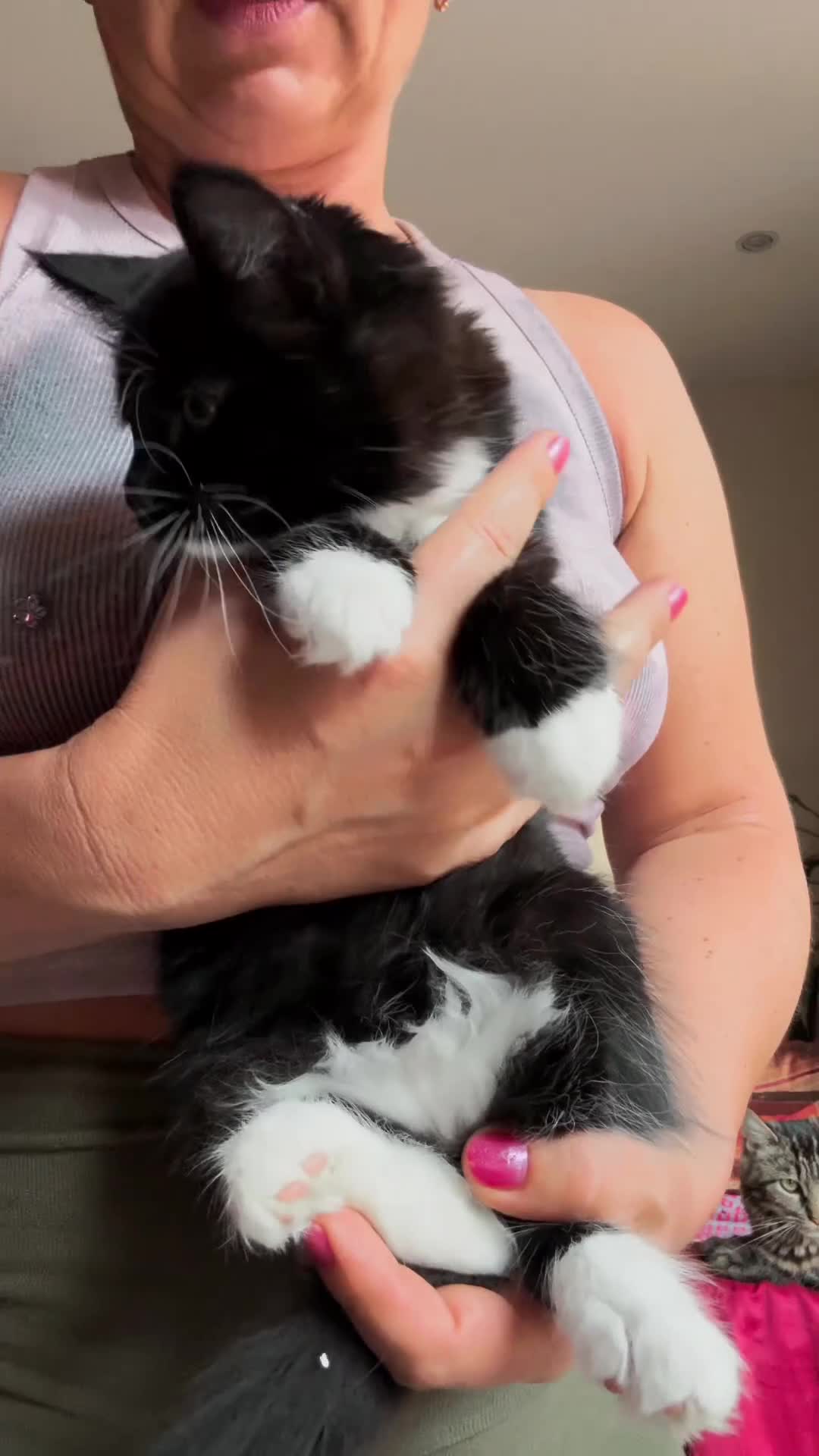 Mixed Breed cats for sale: Maine Coon Mixed Kittens Tabby & Tuxedo Richmond - Video 5