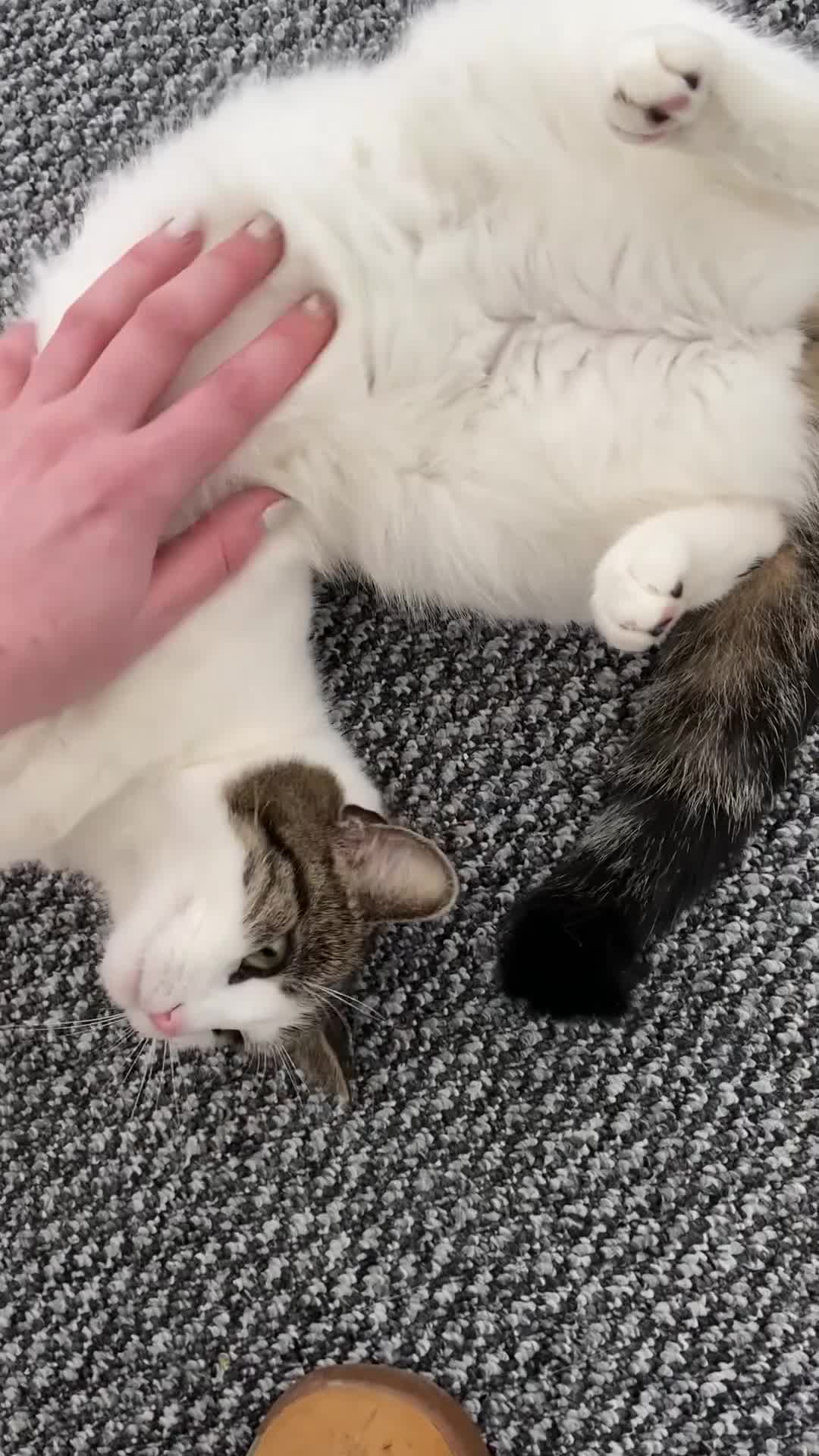 Domestic Shorthair cats for sale: 2 females and 1 male kitten for sale - Video 1