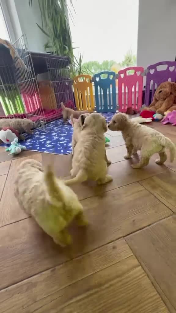 Mini Goldendoodle dogs for sale: F1, health tested, 5* breeder & POLICE K9 trainer - Video 4